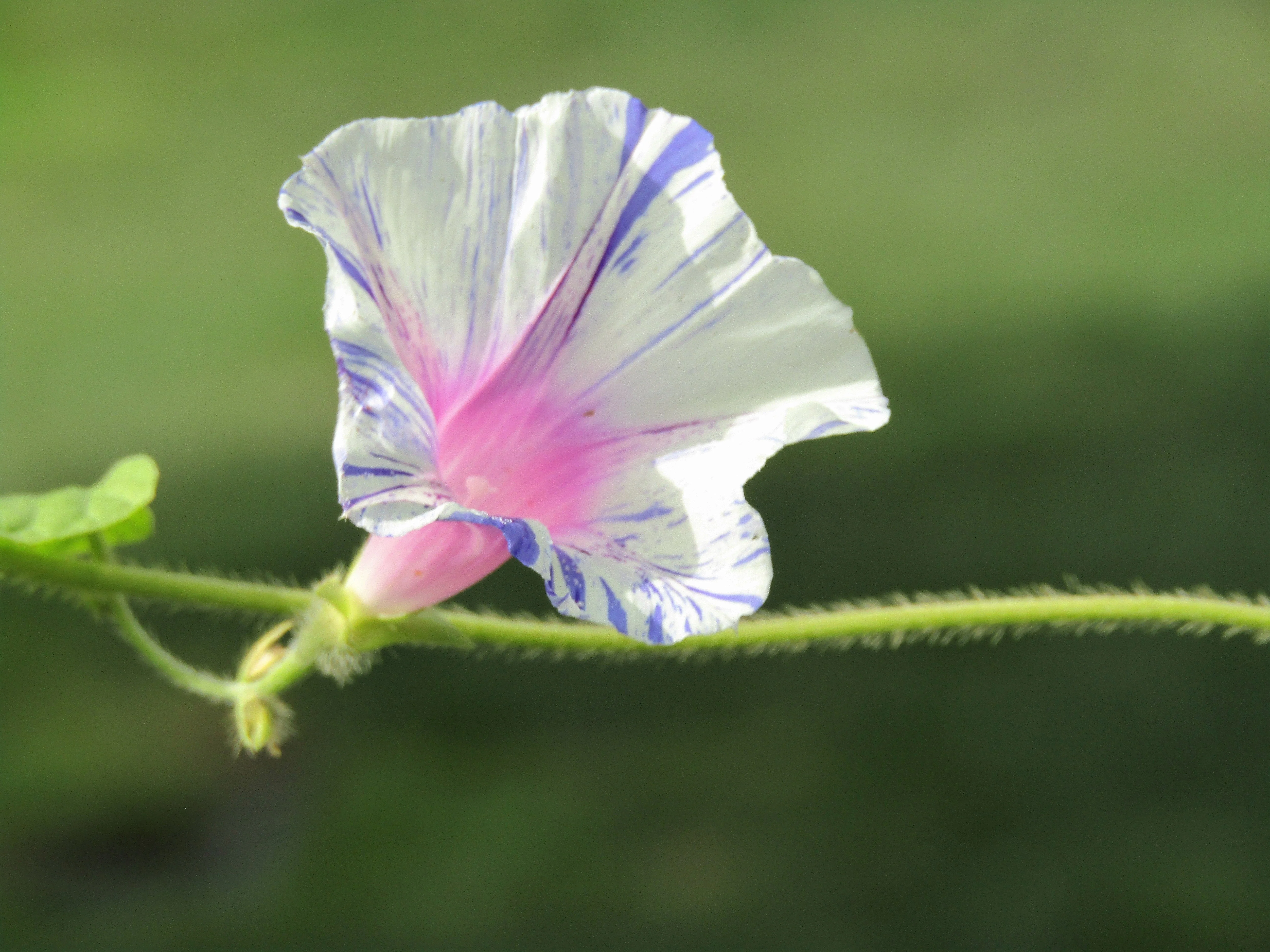 40 CARNEVALE di VENEZIA MORNING GLORY Pink & Purple with White Stripes Ipomoea Purpurea Flower Vine Seeds - Image 8