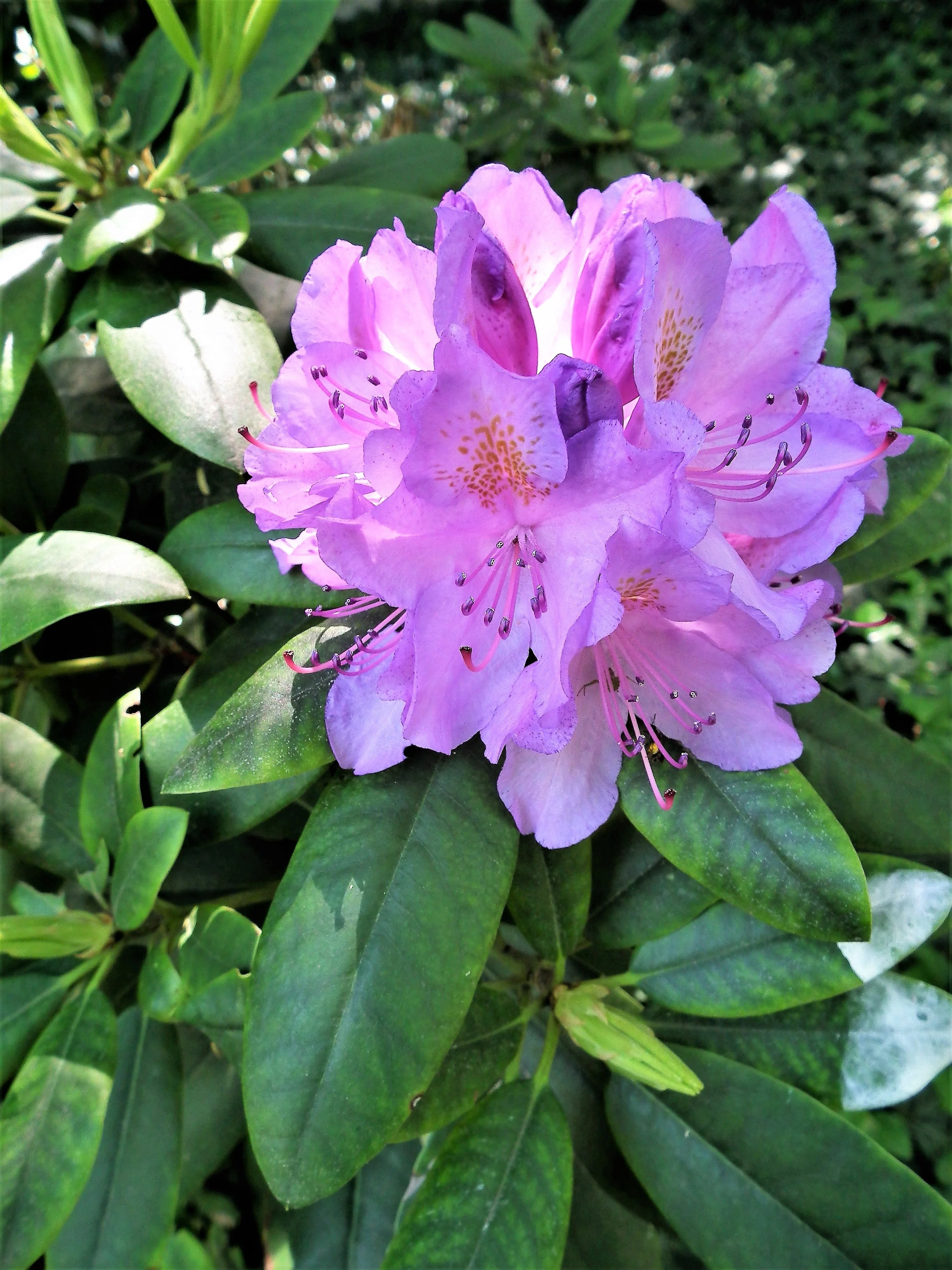 40 CAROLINA RHODODENDRON Carolinianum Dwarf Azalea Pink Purple Flower Shrub Seeds - Image 10