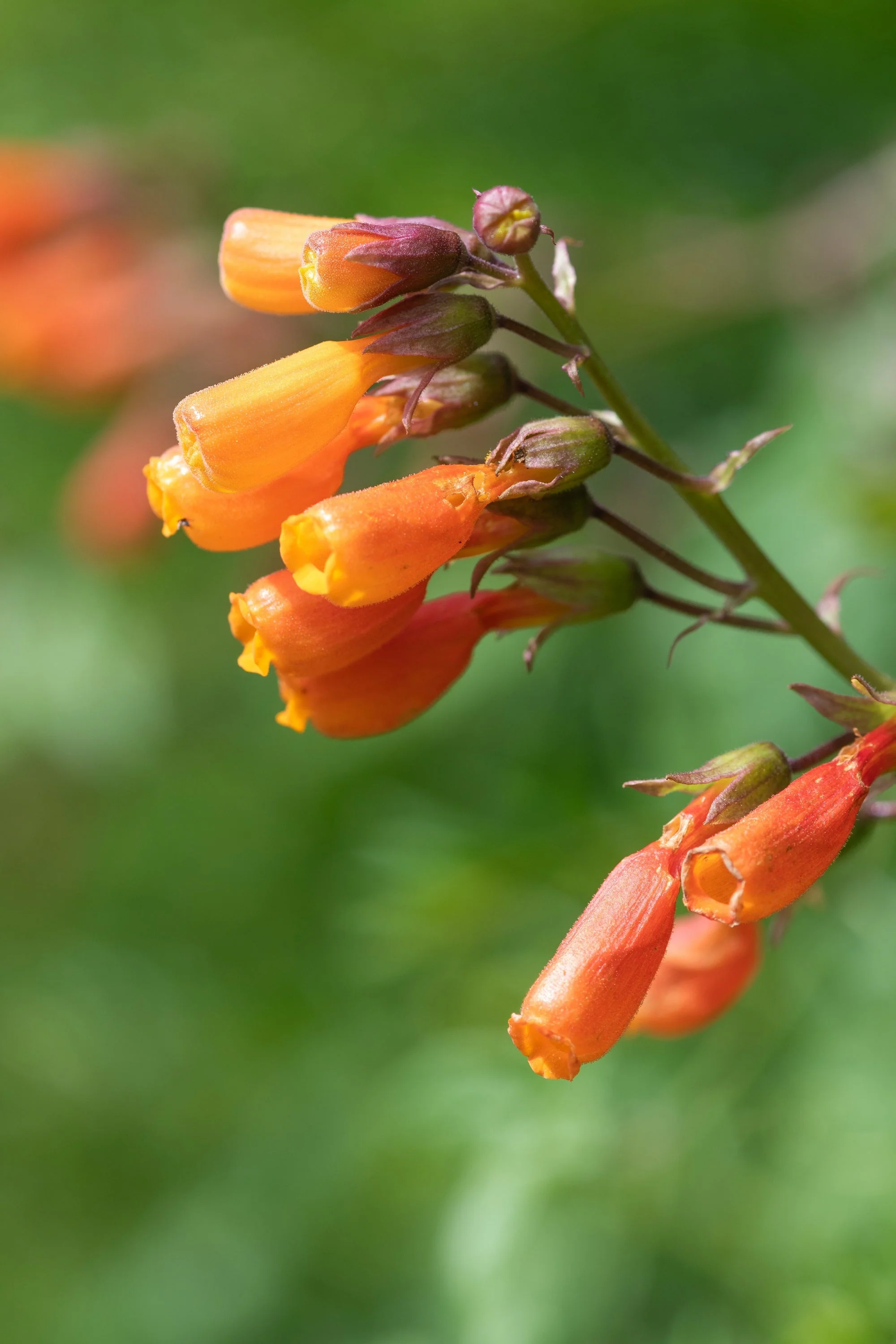 40 CHILEAN GLORY VINE Eccremocarpus Scaber Flower Seeds - Image 2