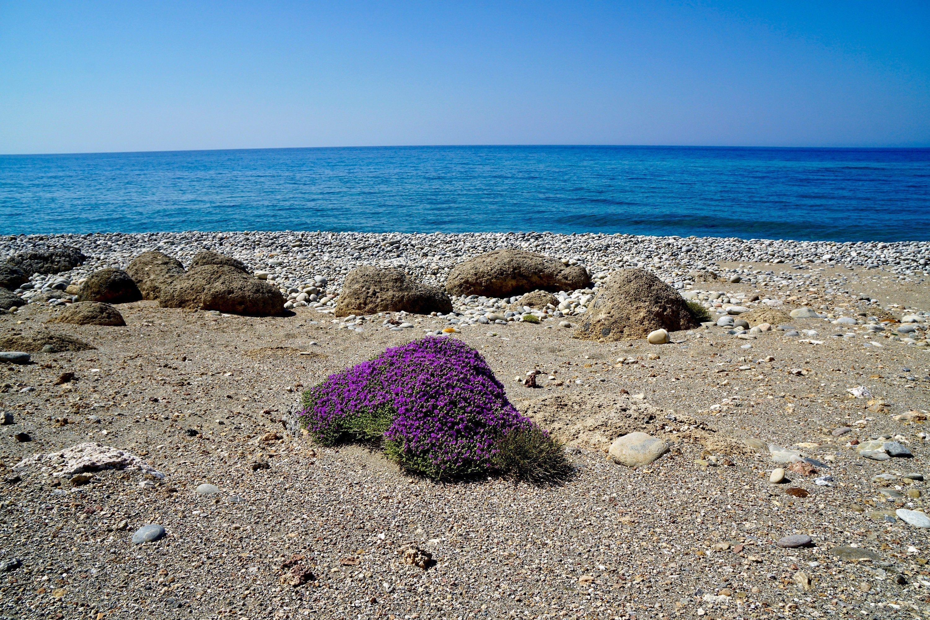 40 CONEHEAD THYME Thymus Capitatus syn. Thymbra Capitata Mediterranean aka Spanish Oregano Persian Hyssop Herb Purple Flower Seeds - Image 6