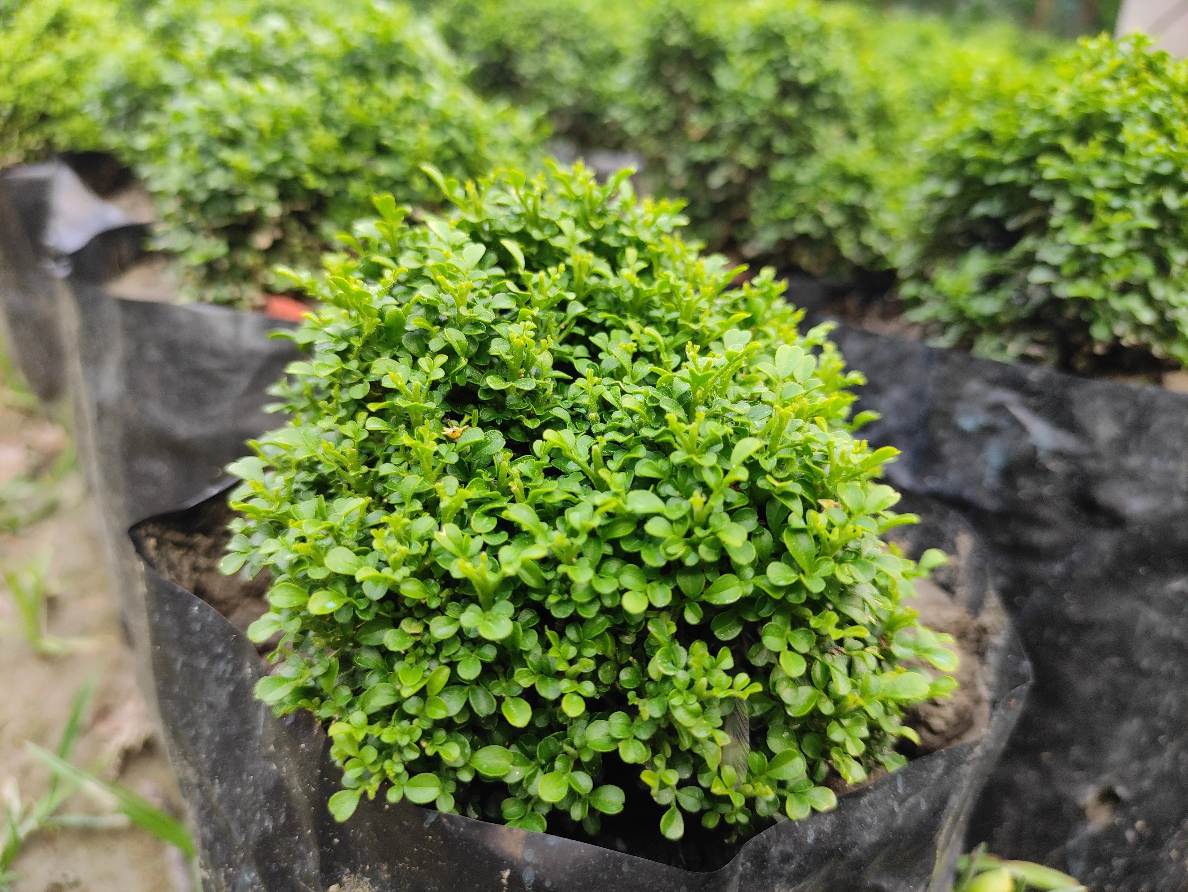 40 LITTLELEAF BOXWOOD Korean Buxus Microphylla Koreana Shrub Seeds - Image 4