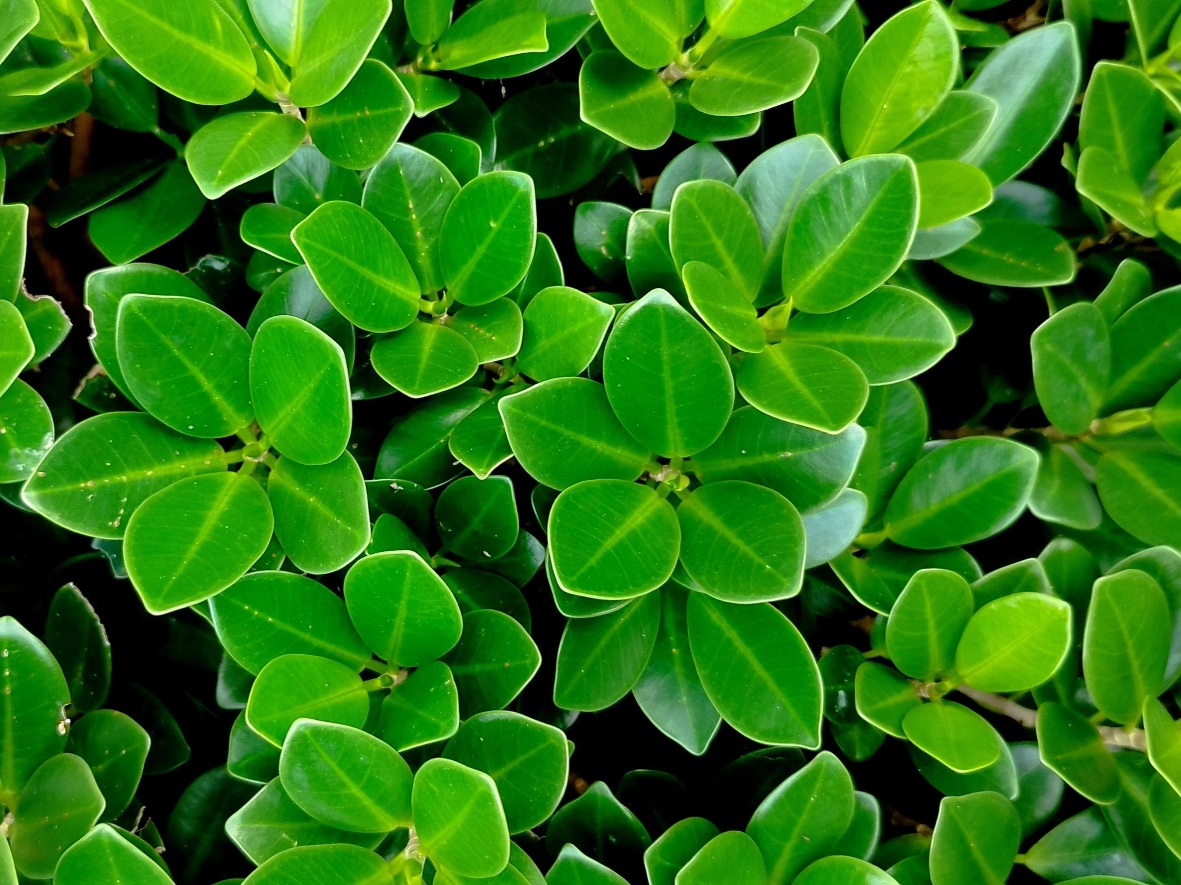 40 LITTLELEAF BOXWOOD Korean Buxus Microphylla Koreana Shrub Seeds - Image 8