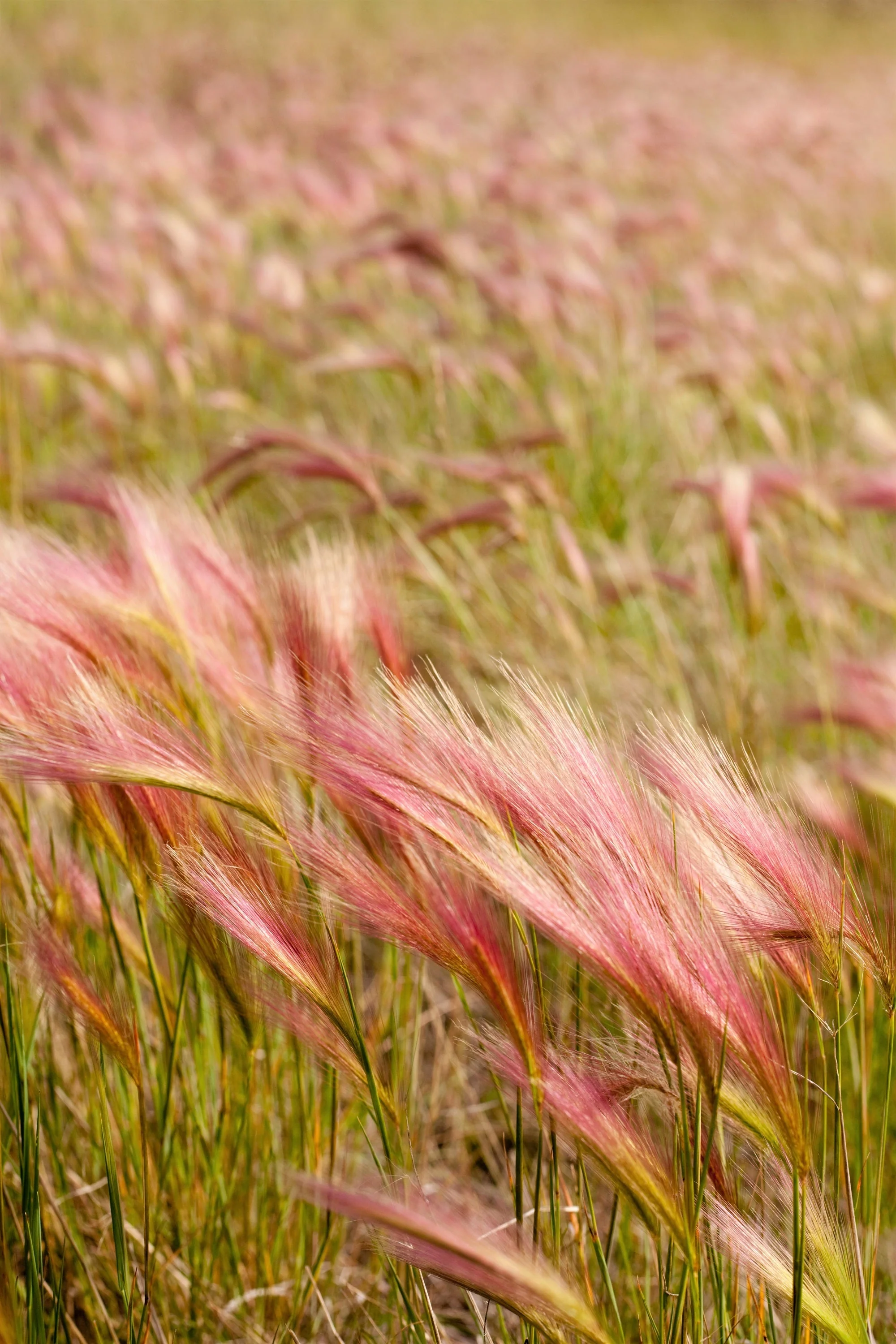 40 SQUIRREL TAIL Barley GRASS (Foxtail Barley) Hordeum Jubatum Ornamental Seeds - Image 5
