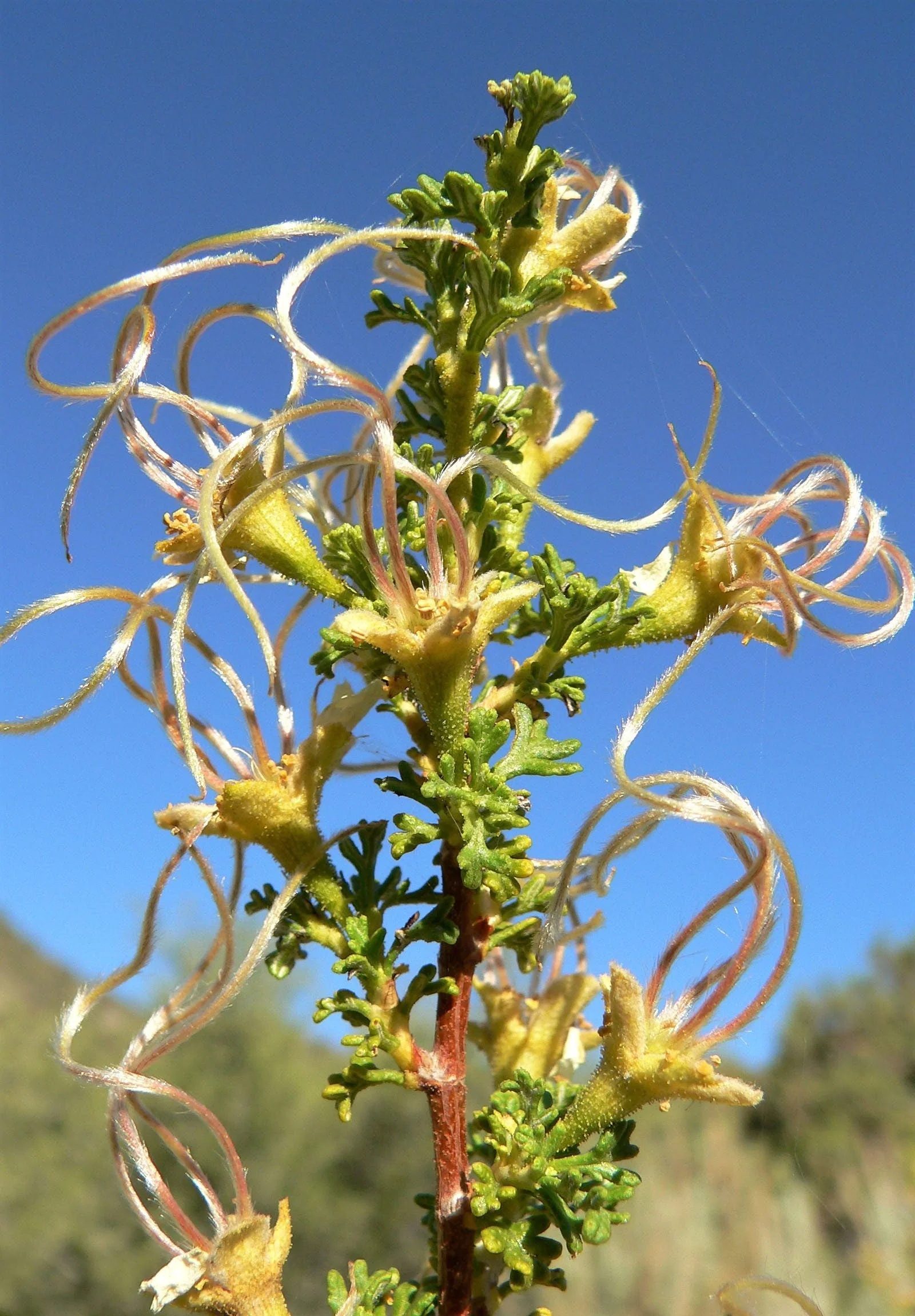 40 STANSBURY CLIFFROSE Purshia Stansburiana Cliff Rose Native Desert Shrub White & Yellow Flower Seeds - Image 10