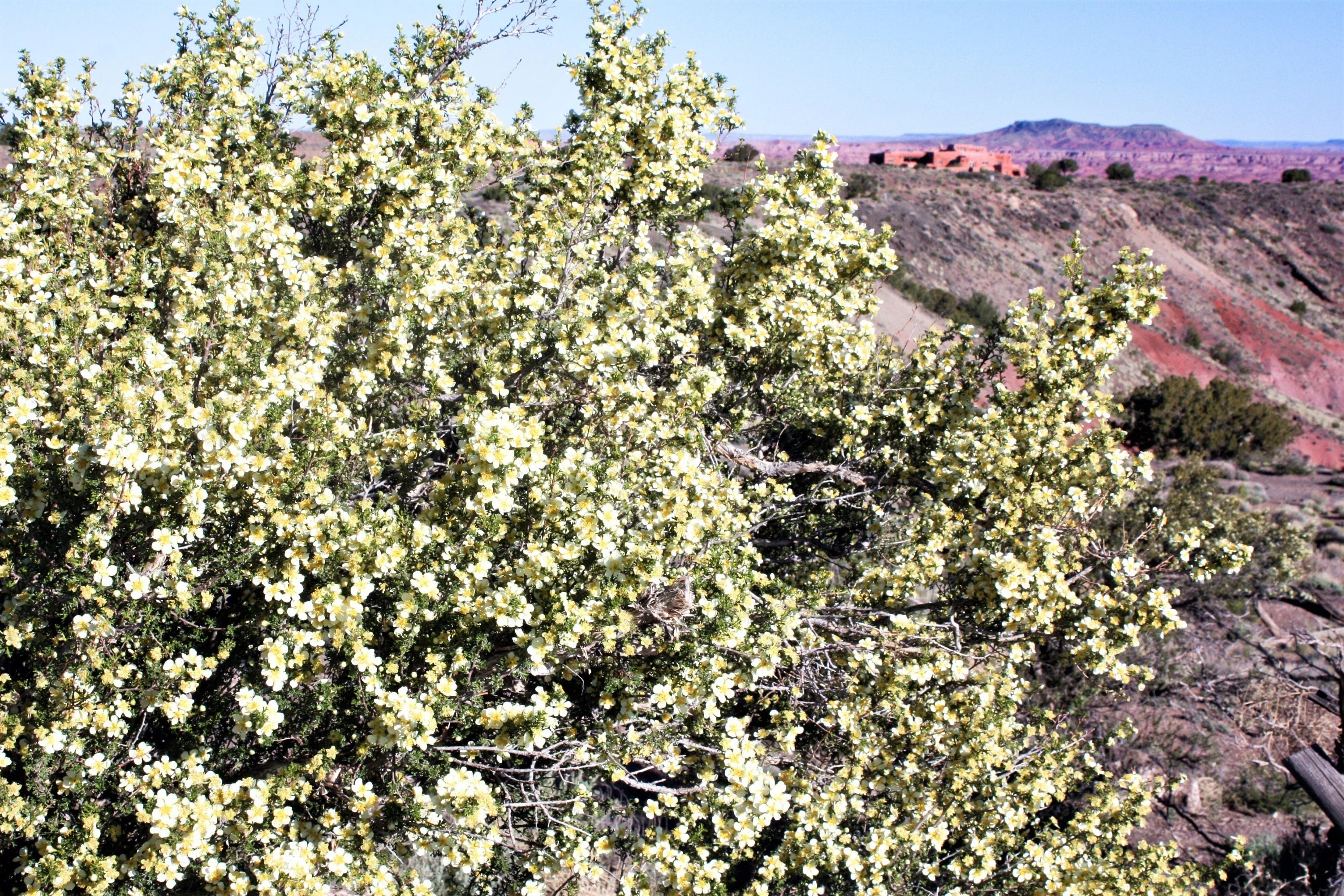 40 STANSBURY CLIFFROSE Purshia Stansburiana Cliff Rose Native Desert Shrub White & Yellow Flower Seeds - Image 2