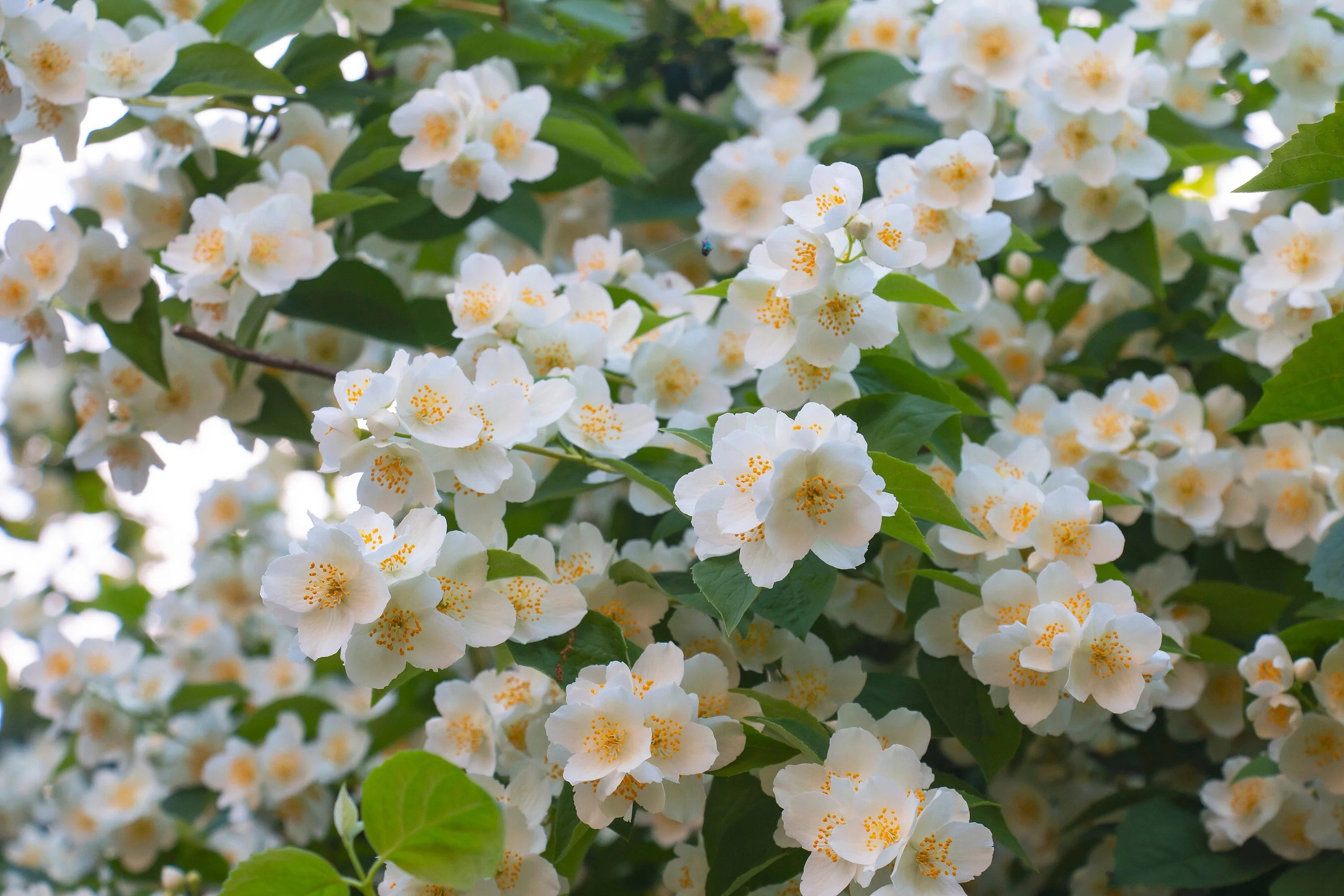 40 WESTERN MOCK ORANGE Philadelphus Lewisii Native White Yellow Flower Shrub Seeds - Image 2