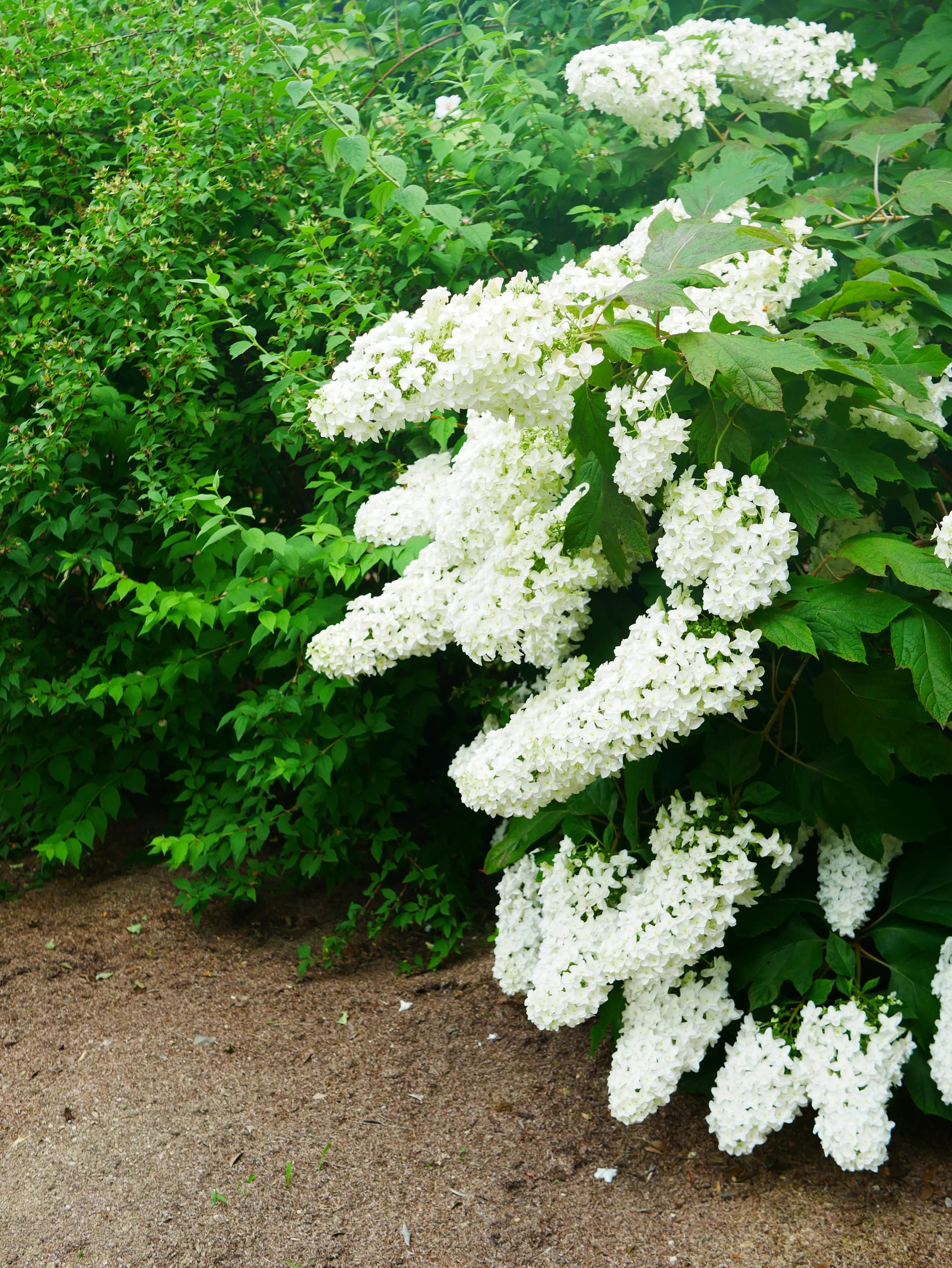 40 White OAK LEAF HYDRANGEA Quercifolia Shrub Flower Seeds - Image 10