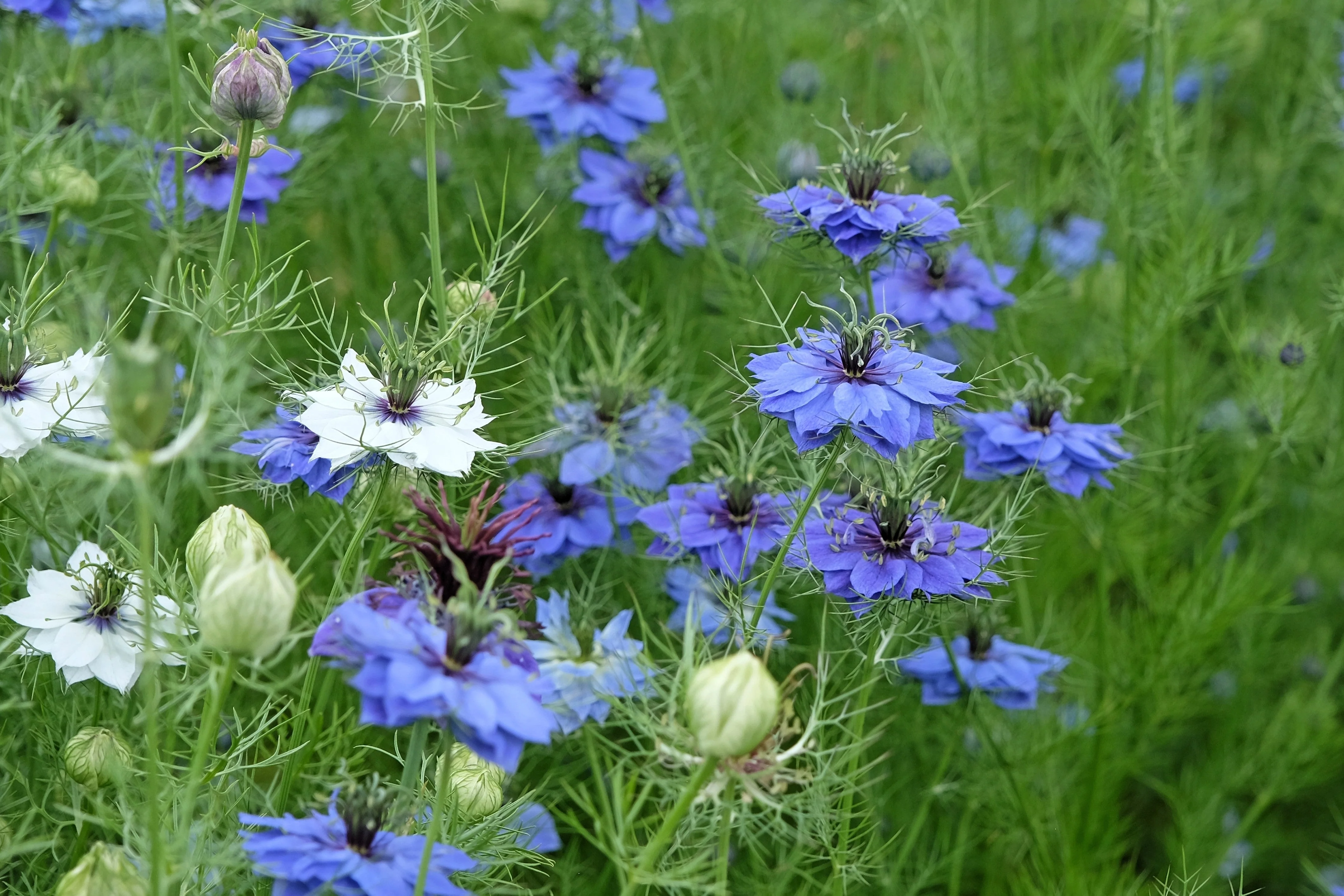 400 Blue & White LOVE IN A MIST Nigella Damascena Fennel Flower Seeds - Image 8
