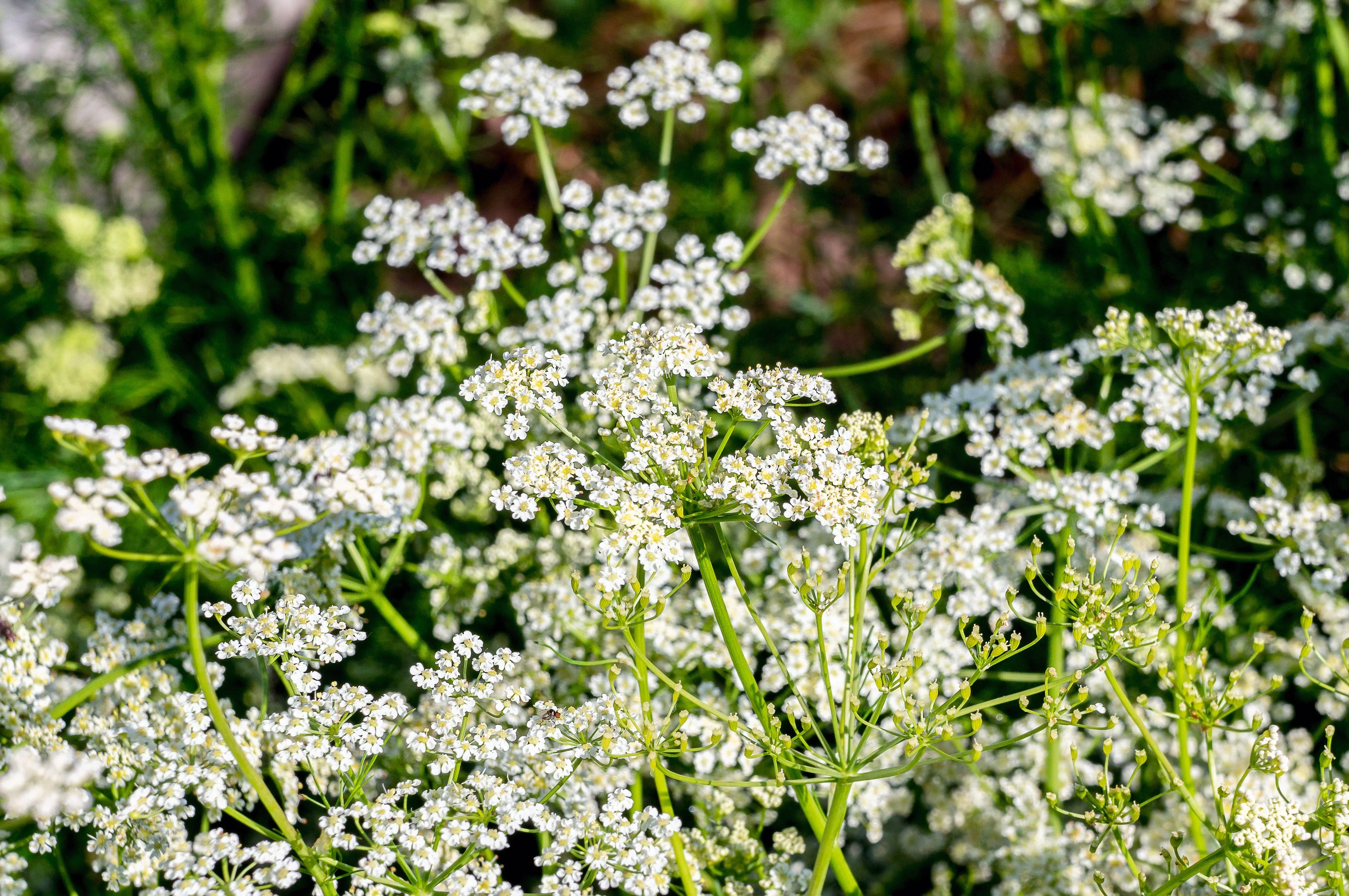 400 CARAWAY Carum Carvi HERB Flower Seeds - Image 4