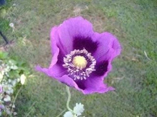 400 PERSIAN BLUE POPPY Papaver Somniferum Flower Seeds - Image 3