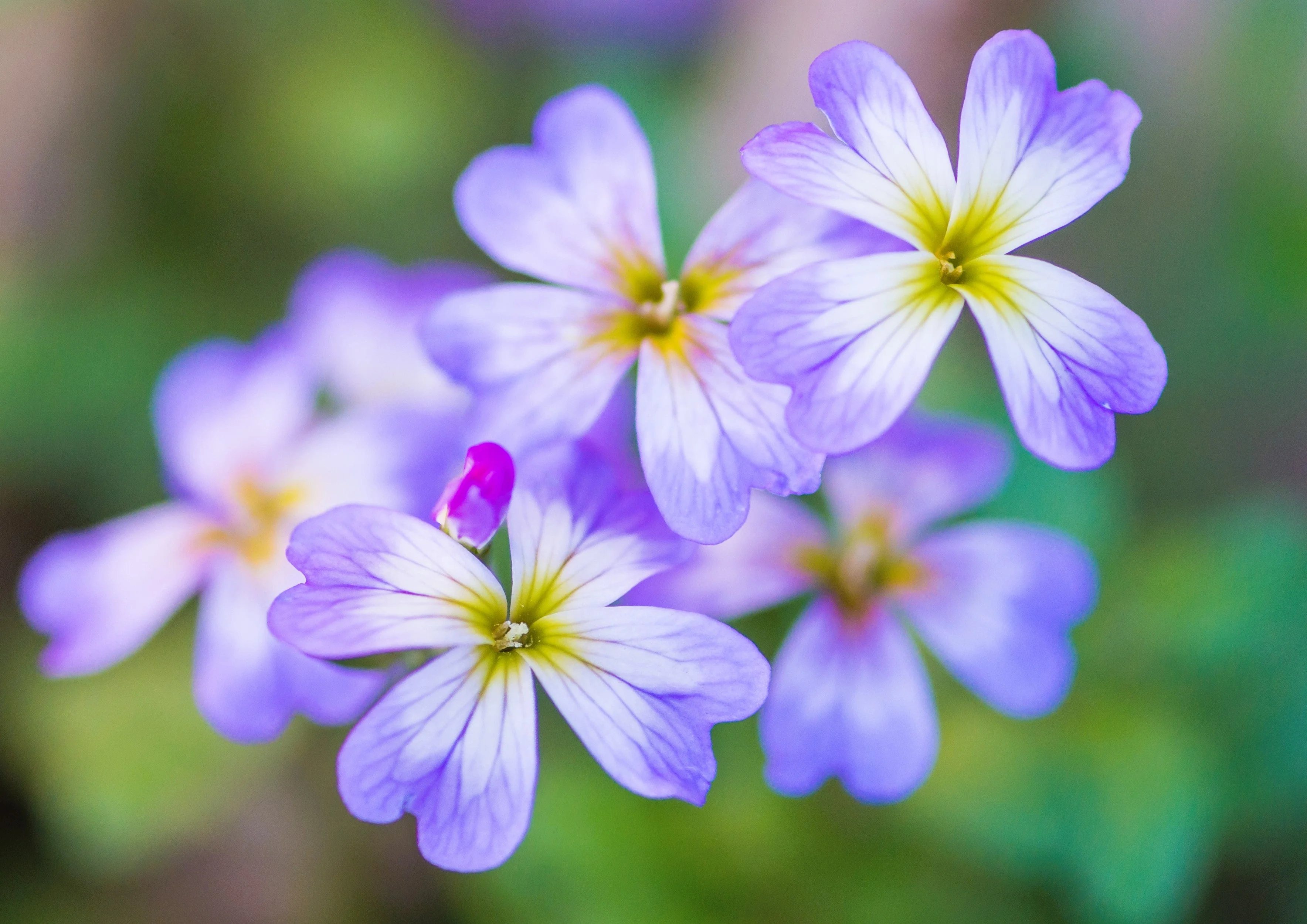 4000 VIRGINIA STOCK Malcolmia Maritima Flower Seeds - Image 4