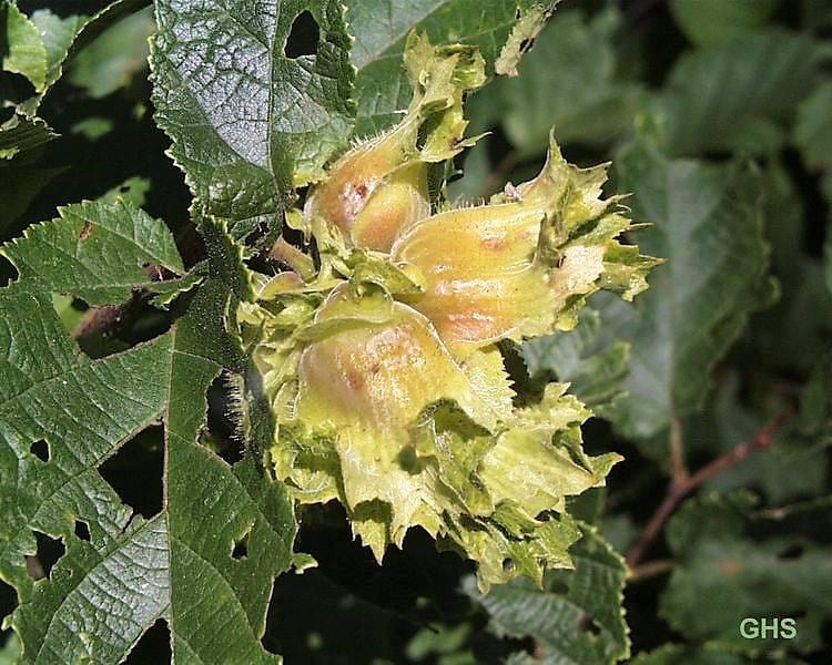 5 AMERICAN HAZELNUT TREE aka Filbert Corylus Americana Fruit Nut Seeds - Image 4