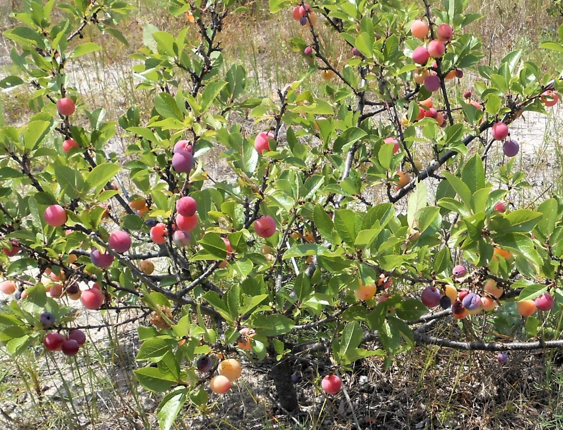 5 BEACH PLUM Prunus Maritima Native Edible Fruit Shrub Bush White Flower Seeds - Image 4