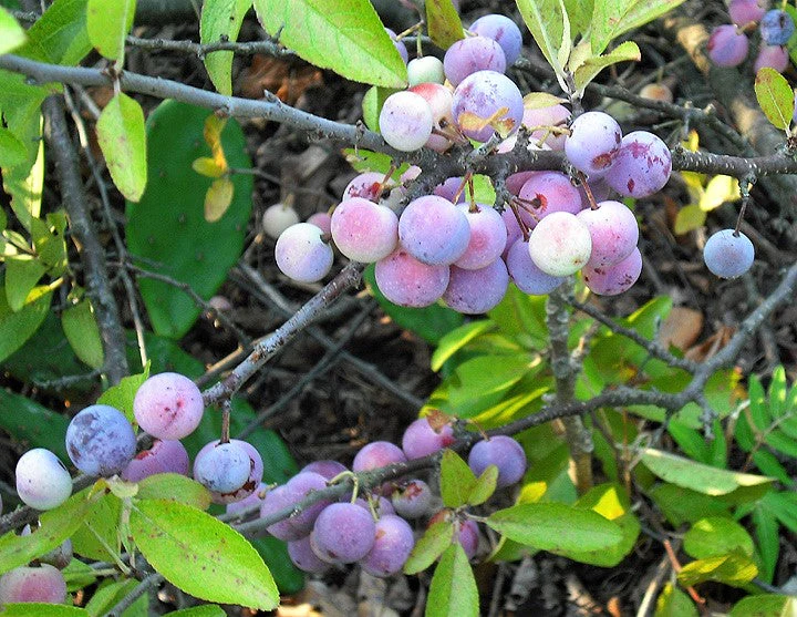 5 BEACH PLUM Prunus Maritima Native Edible Fruit Shrub Bush White Flower Seeds - Image 5