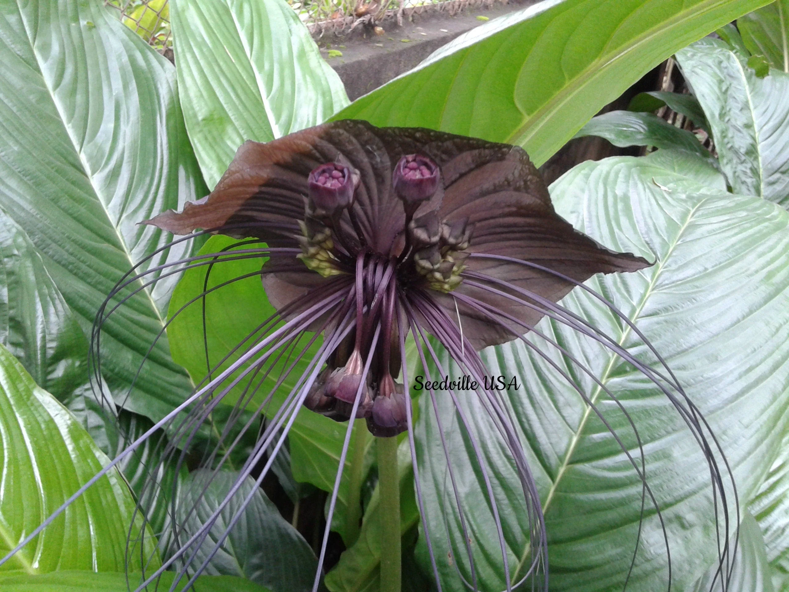 5 BLACK BAT FLOWER ( Cats Whiskers / Devil Flower ) Tacca Chantrieri Flower Seeds - Image 3