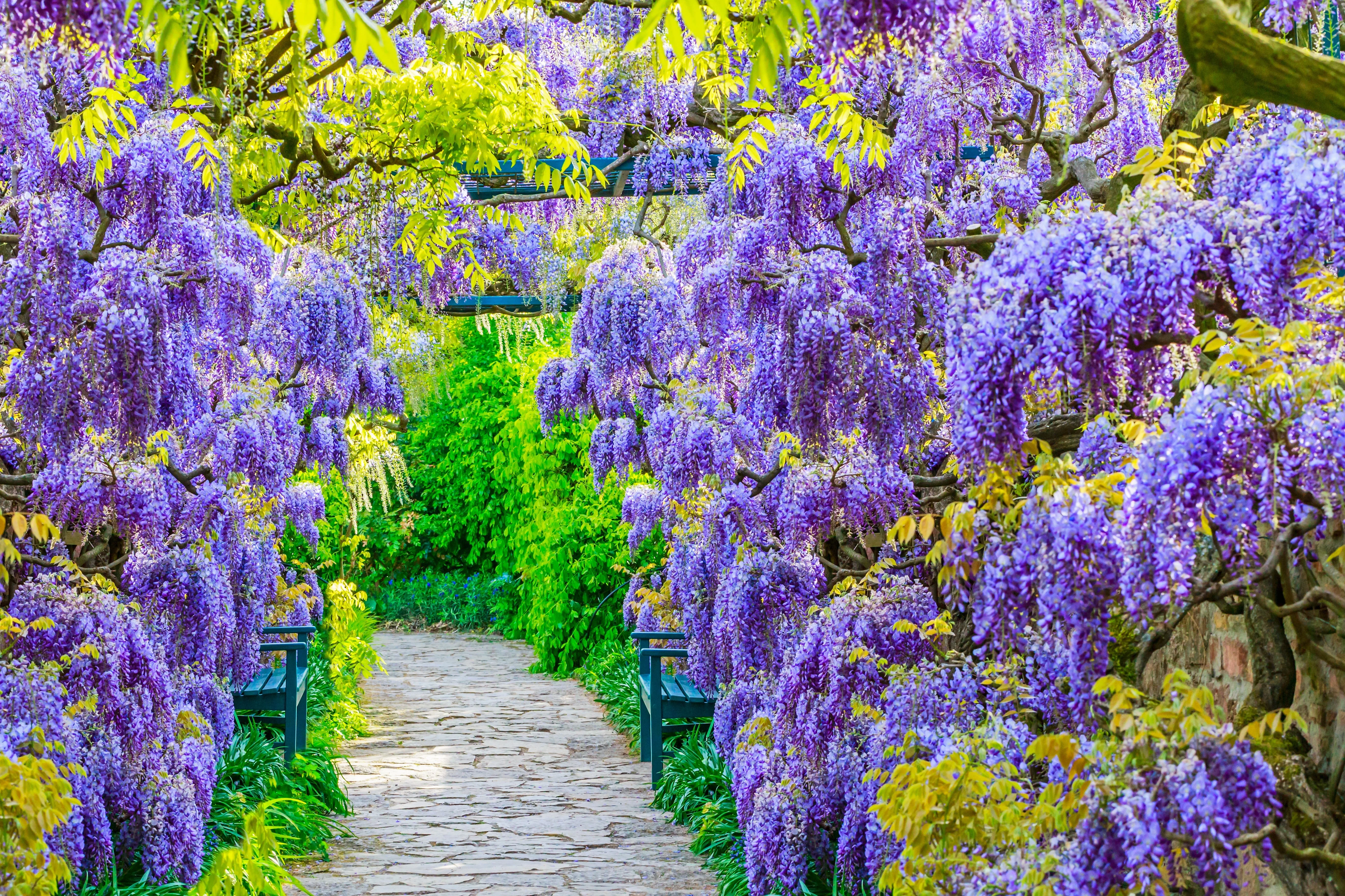 5 BLUE CHINESE WISTERIA Sinensis Ornamental Vine Climber Blue Violet Purple Flower Seeds - Image 3