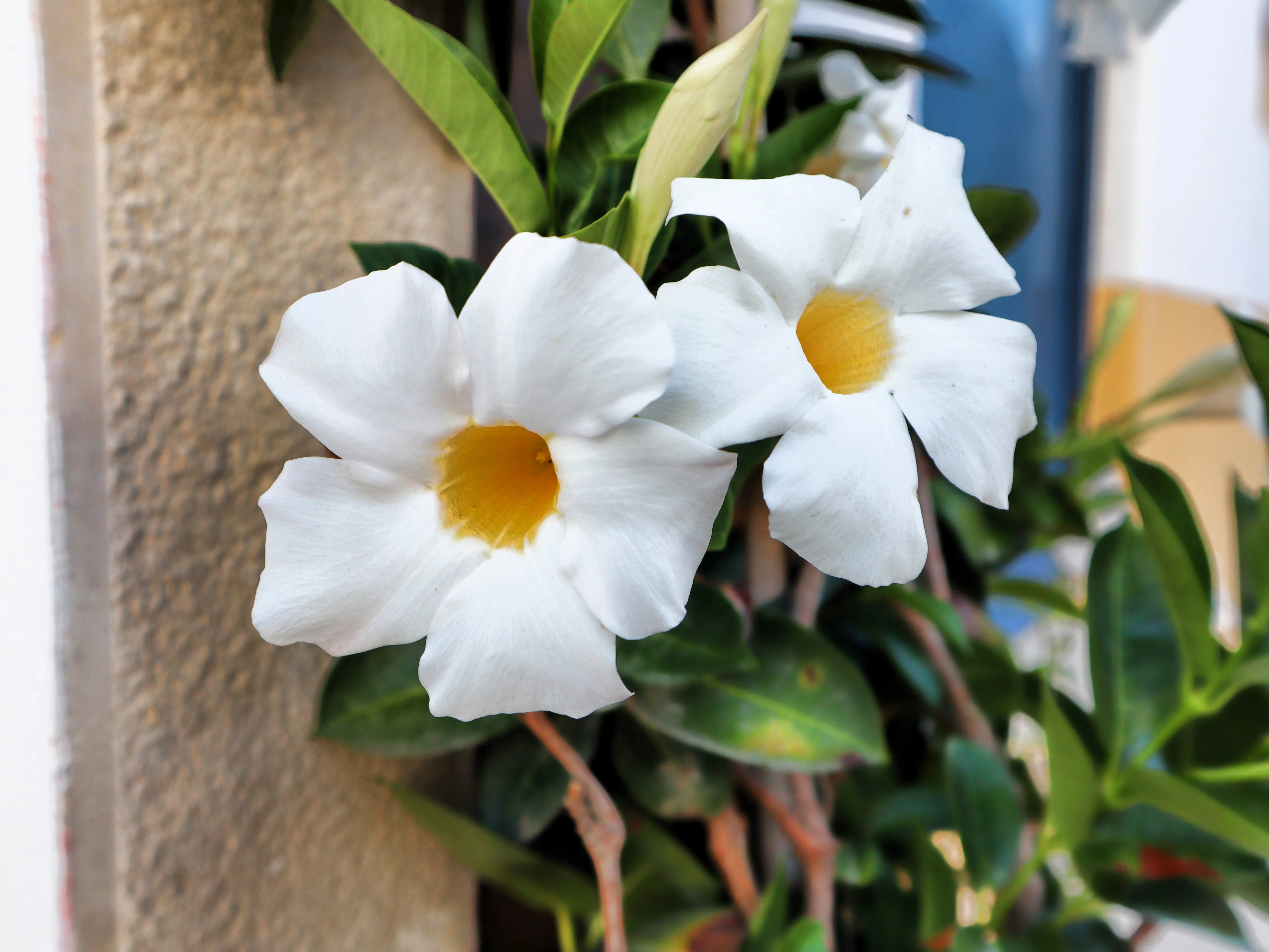 5 CHILEAN JASMINE / MANDEVILLA Laxa White Fragrant Flower Vine Seeds - Image 6