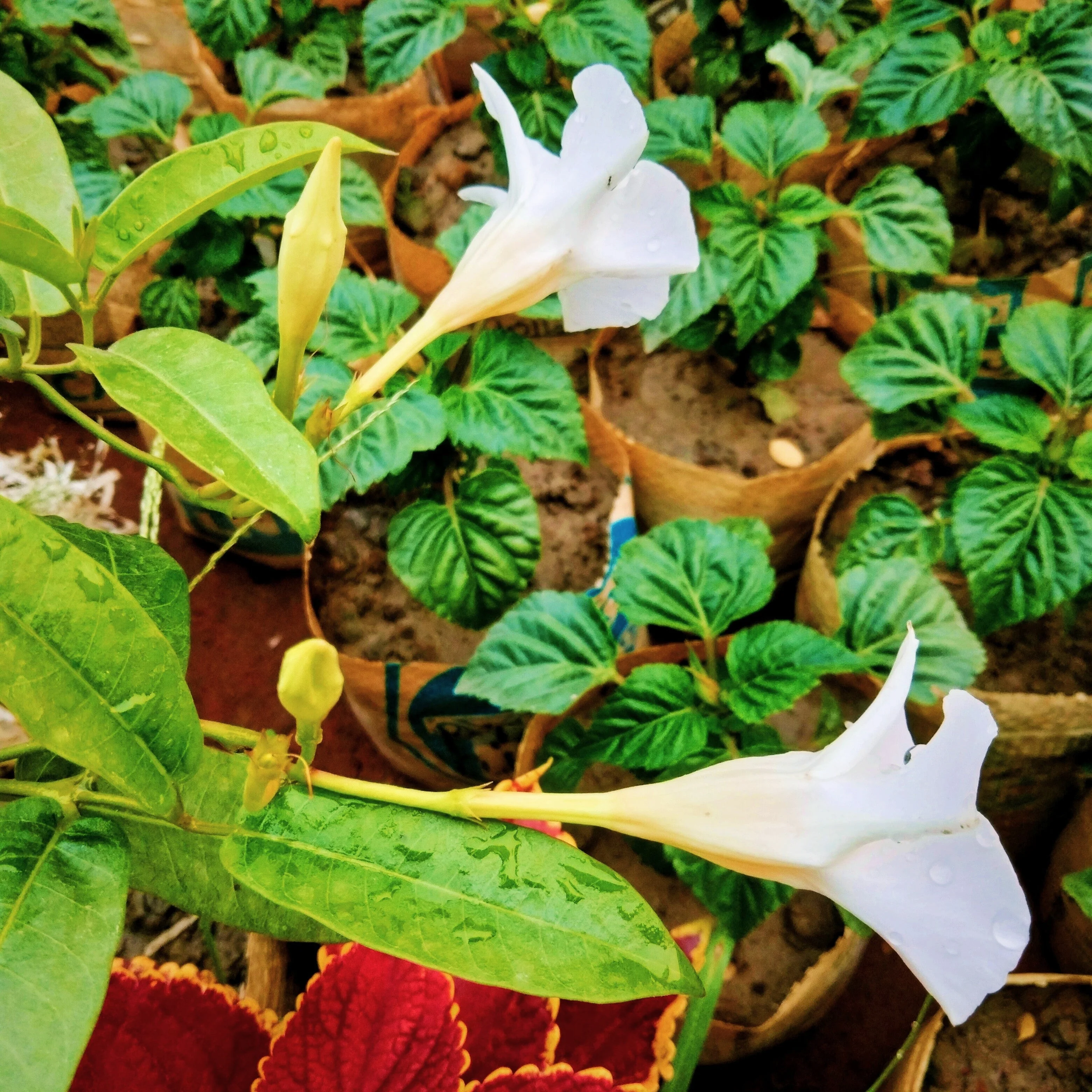 5 CHILEAN JASMINE / MANDEVILLA Laxa White Fragrant Flower Vine Seeds - Image 8