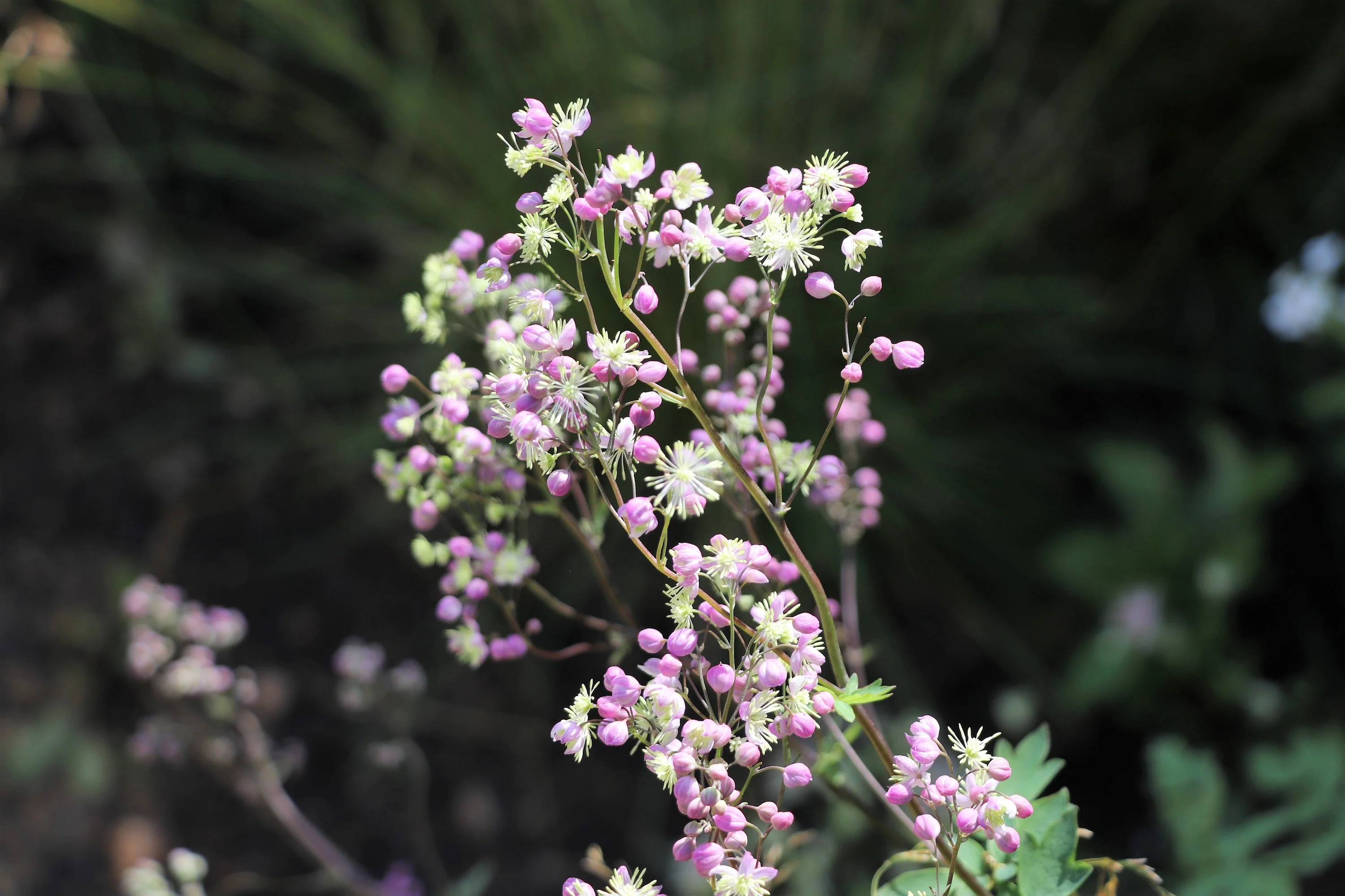 5 CHINESE MEADOW RUE Pink Yunnan Thalictrum Dipterocarpum Delavayi Flower Seeds - Image 7