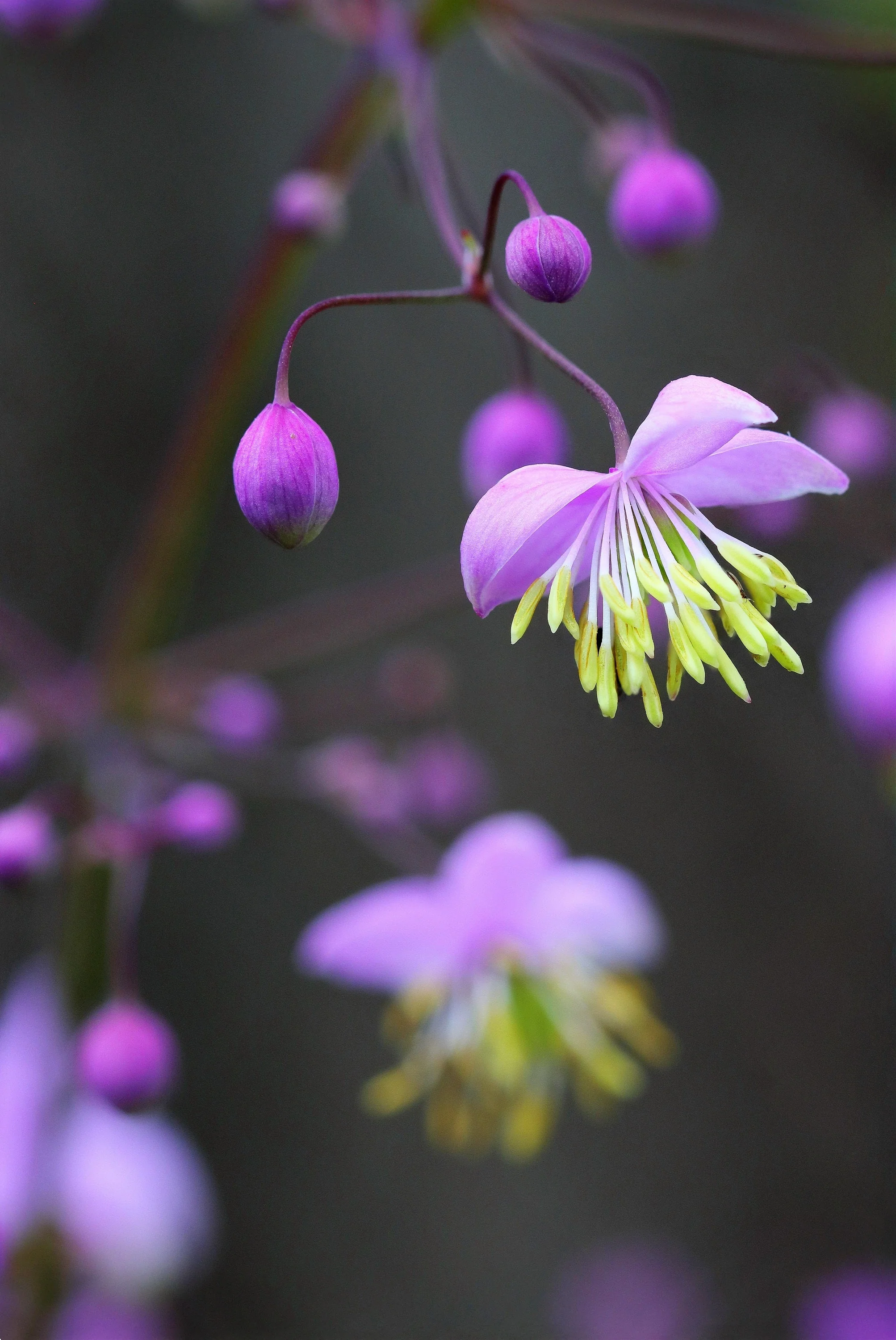 5 CHINESE MEADOW RUE Pink Yunnan Thalictrum Dipterocarpum Delavayi Flower Seeds - Image 8