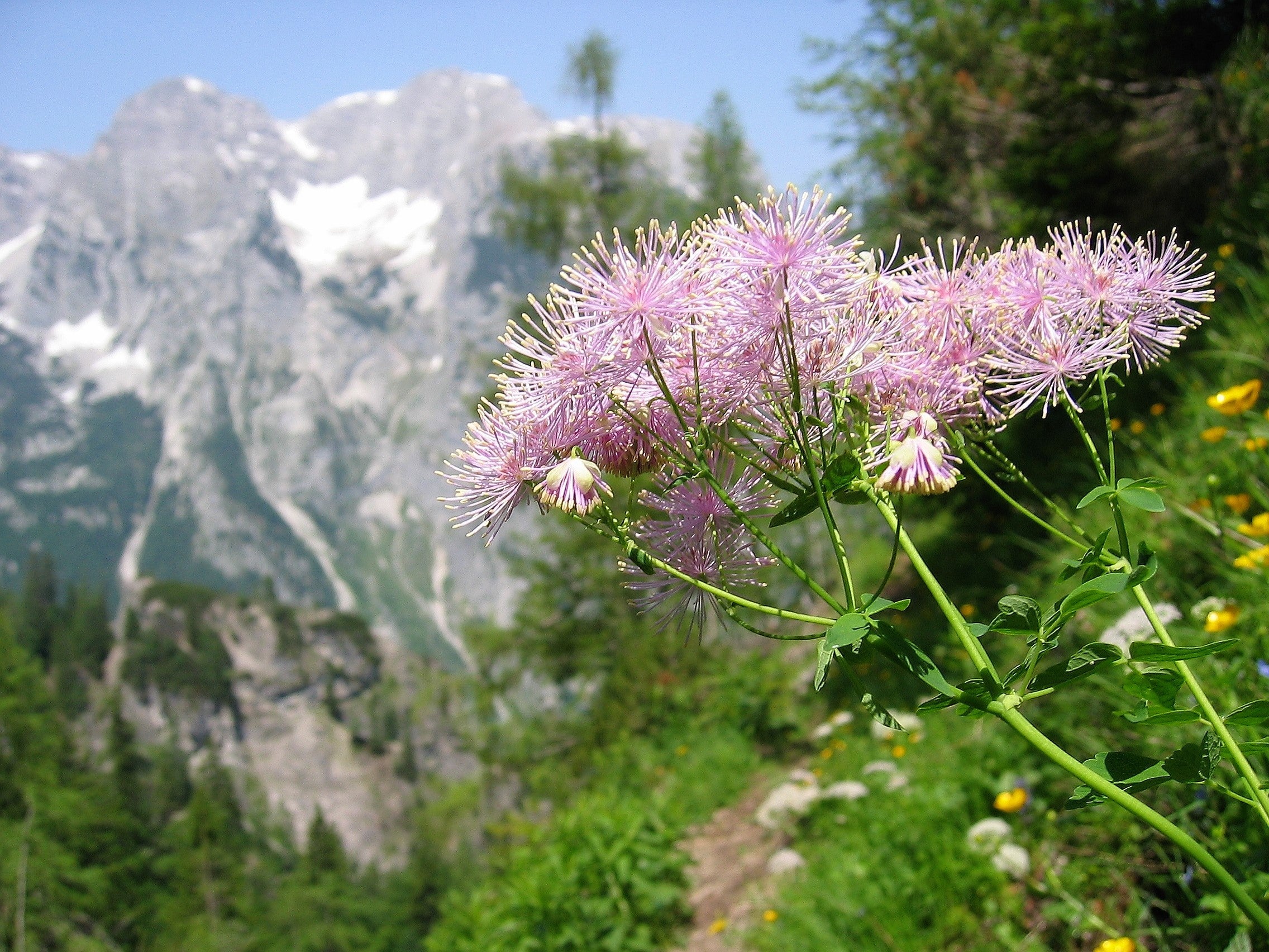 5 COLUMBINE MEADOW RUE Thalictrum Aquilegifolium Purple Pink Flower Seeds - Image 5
