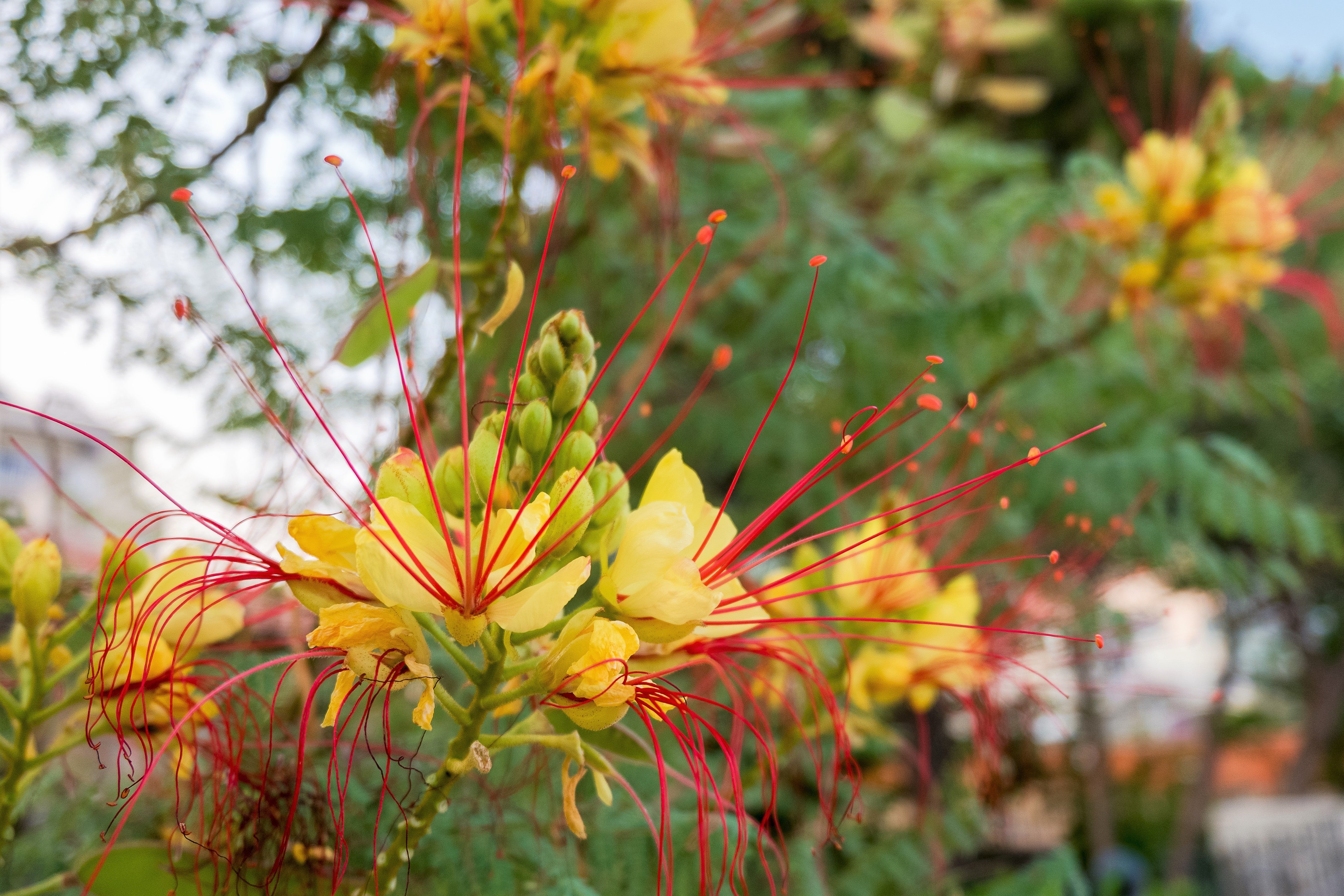 5 DESERT BIRD OF PARADISE Shrub Caesalpinia Gilliesii Poinciana Red & Yellow Flower Seeds - Image 7
