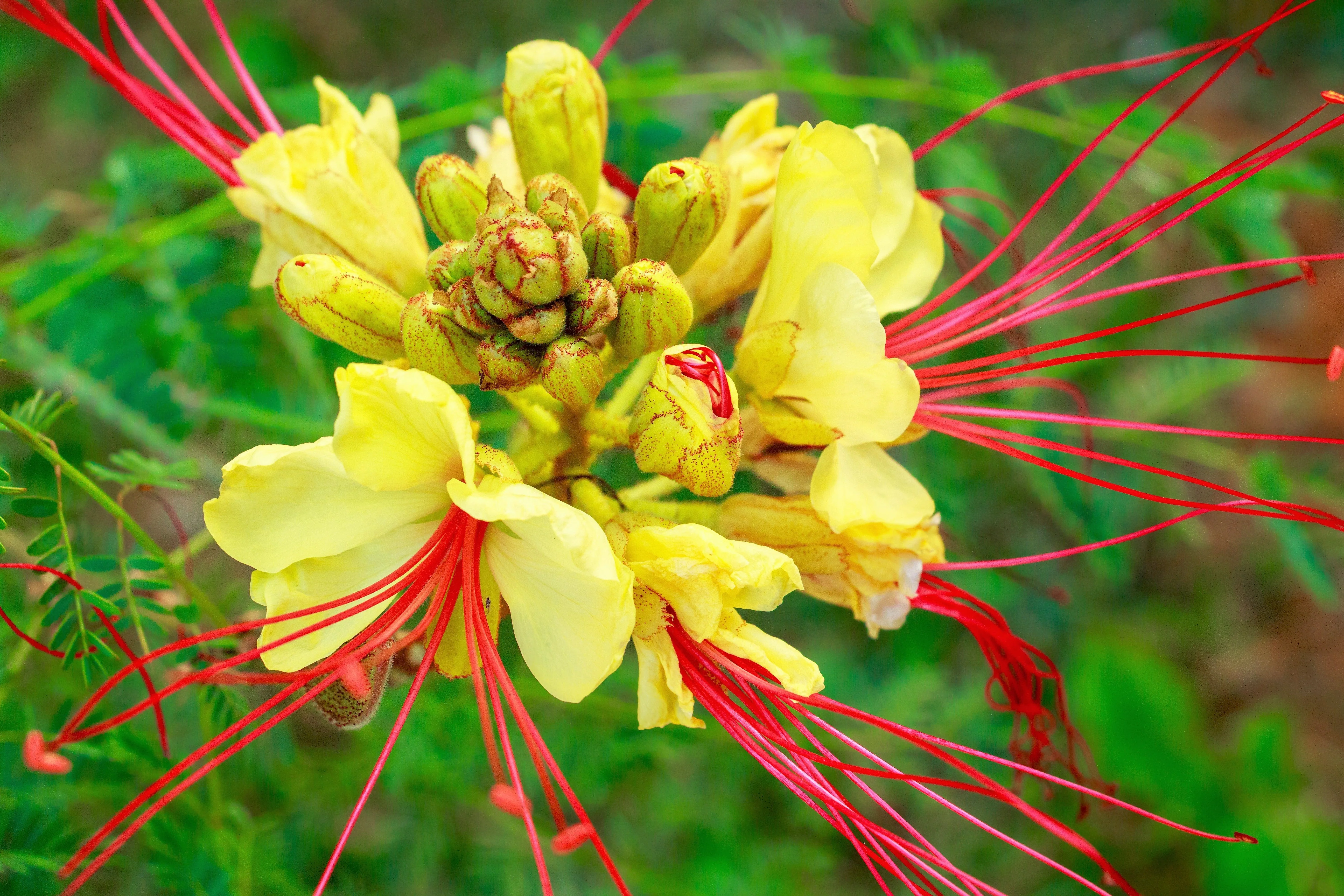 5 DESERT BIRD OF PARADISE Shrub Caesalpinia Gilliesii Poinciana Red & Yellow Flower Seeds - Image 9
