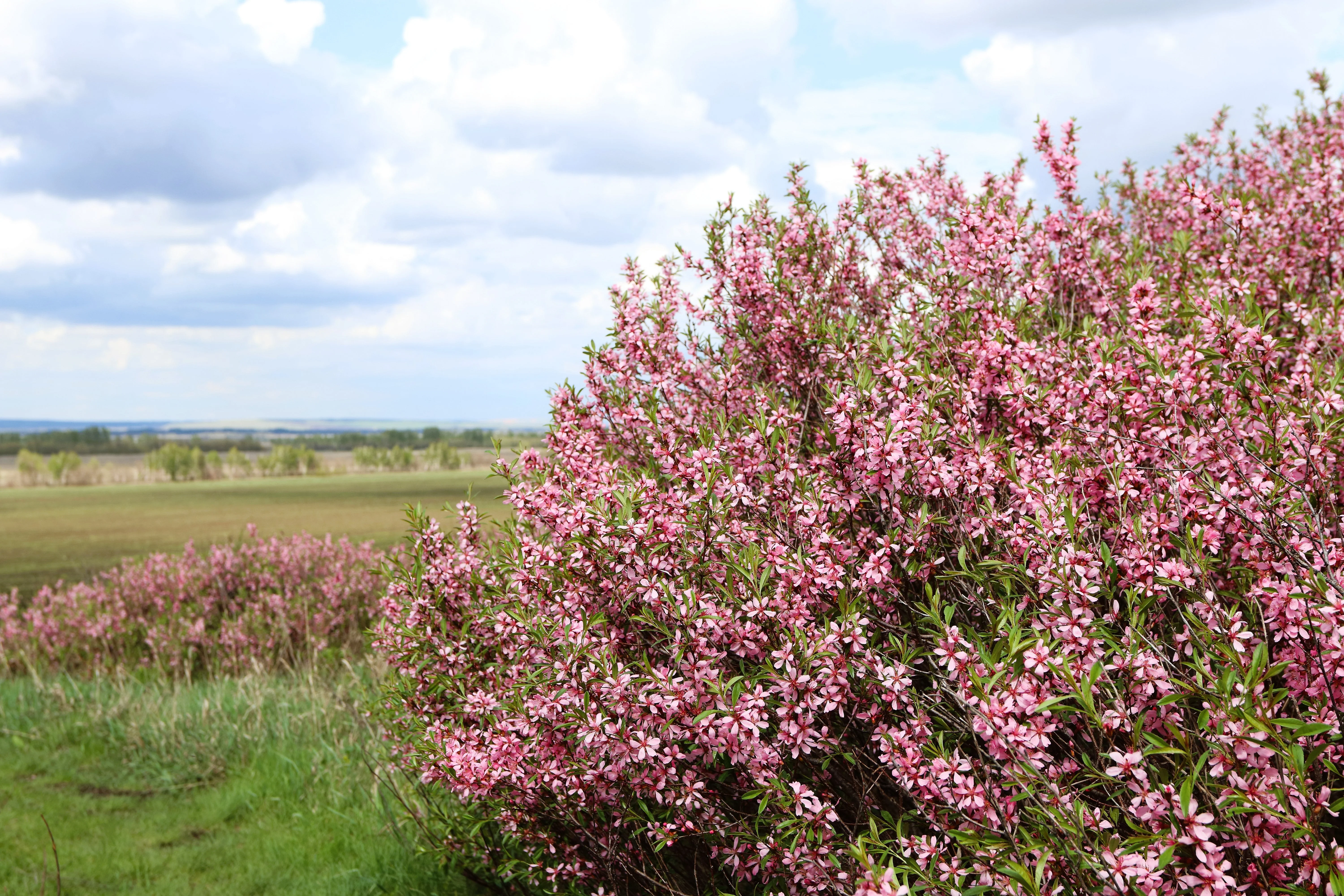 5 DWARF RUSSIAN ALMOND Prunus Tenella Rose Red Pink Fragrant Flower Shrub Seeds - Image 3