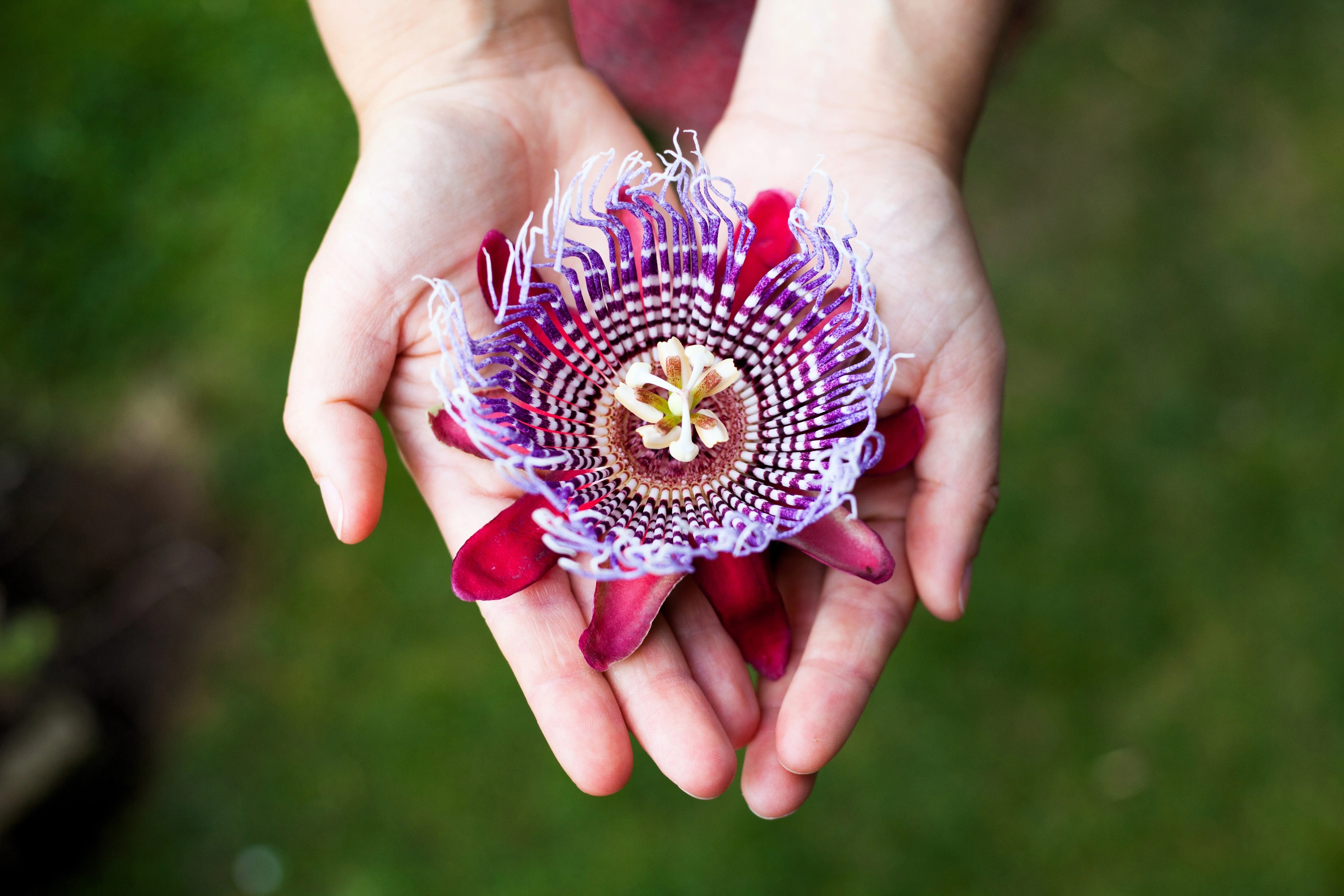 5 GIANT GRANADILLA Red Passion Flower Passiflora Quadrangularis Yellow Fruit Vine Seeds - Image 8