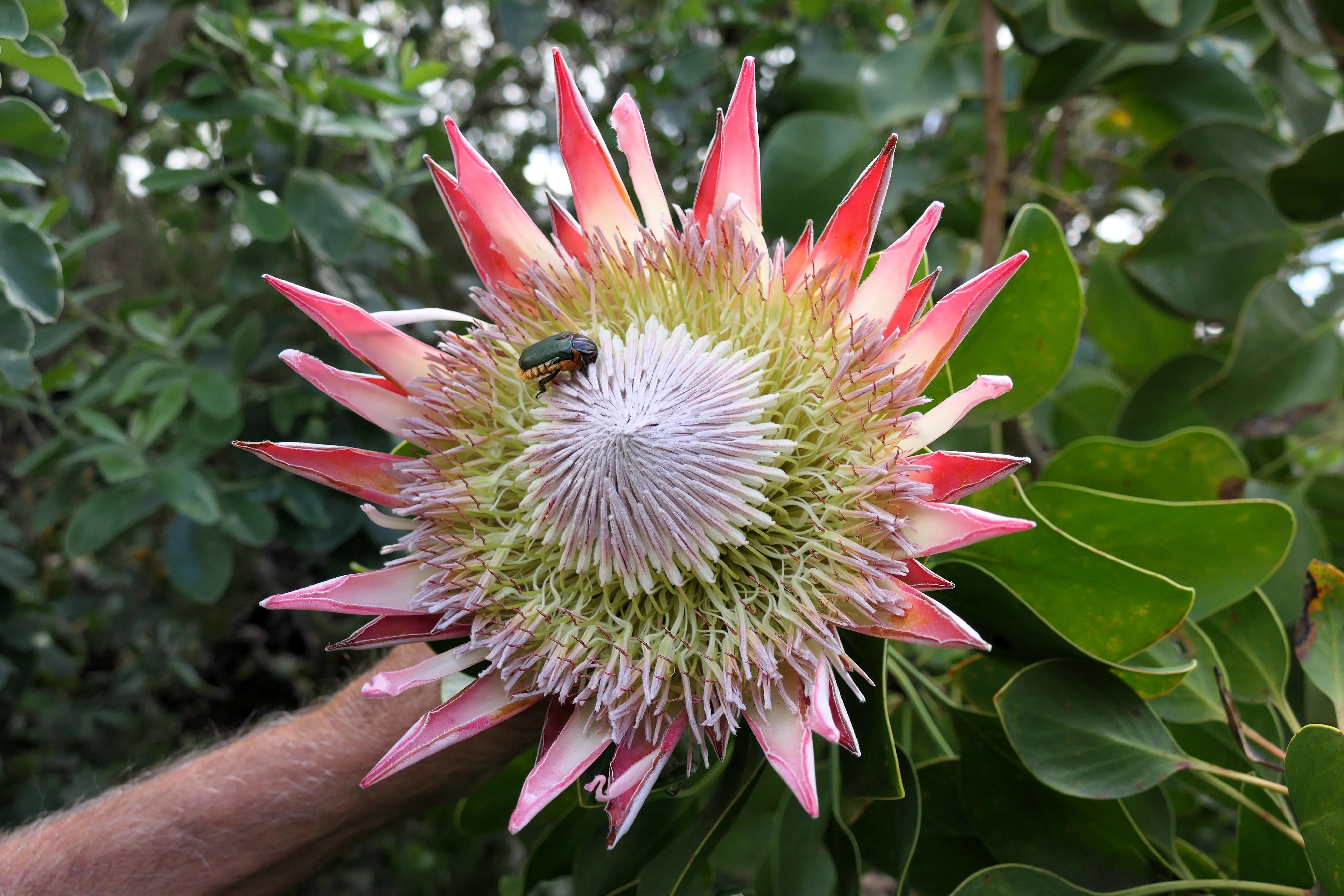 5 Giant KING PROTEA Cynaroides Sugarbush Rare 12" Flower Seeds - Image 15