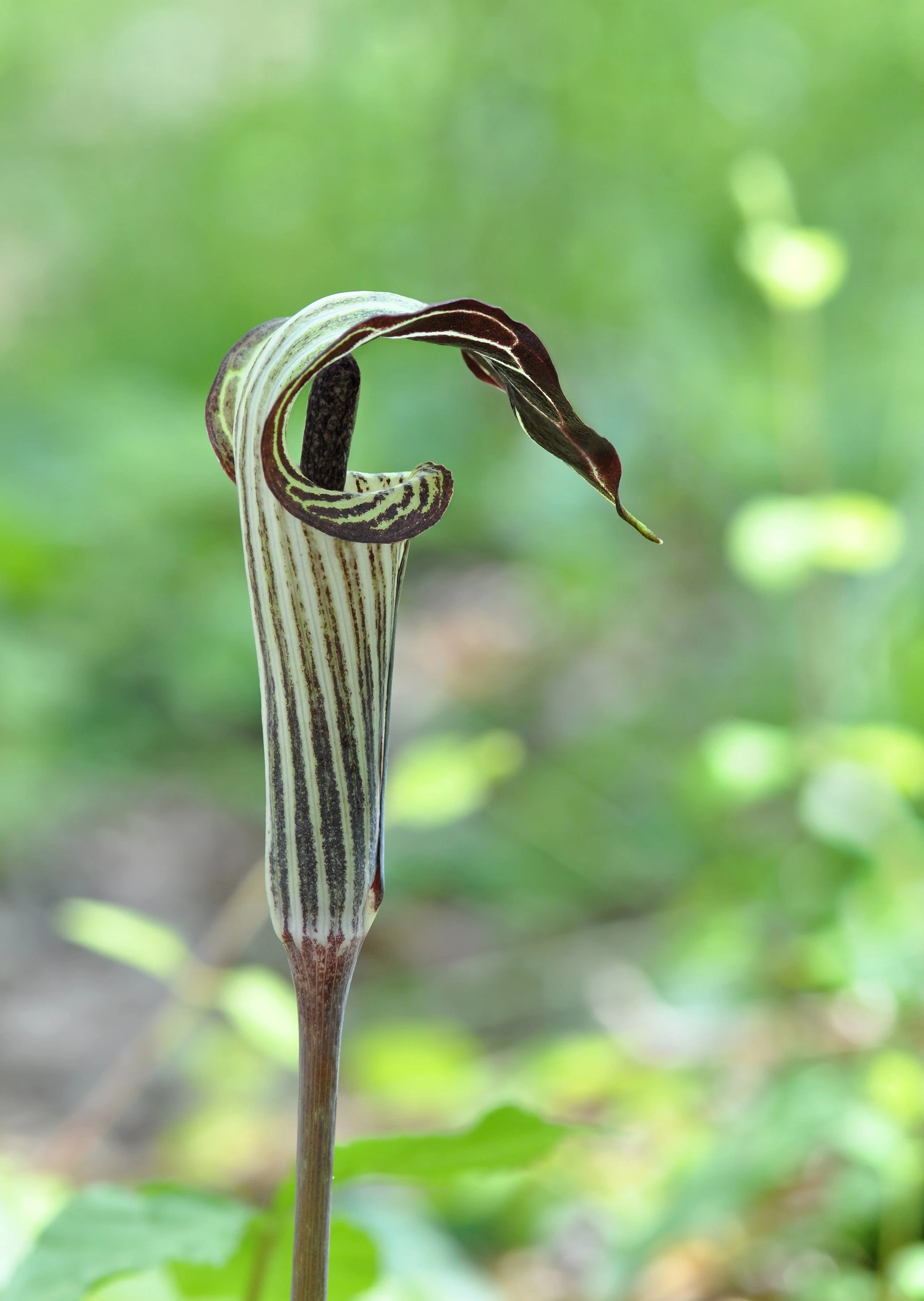 5 JACK IN THE PULPIT Arisaema Triphyllum Native Shade Flower Seeds - Image 6