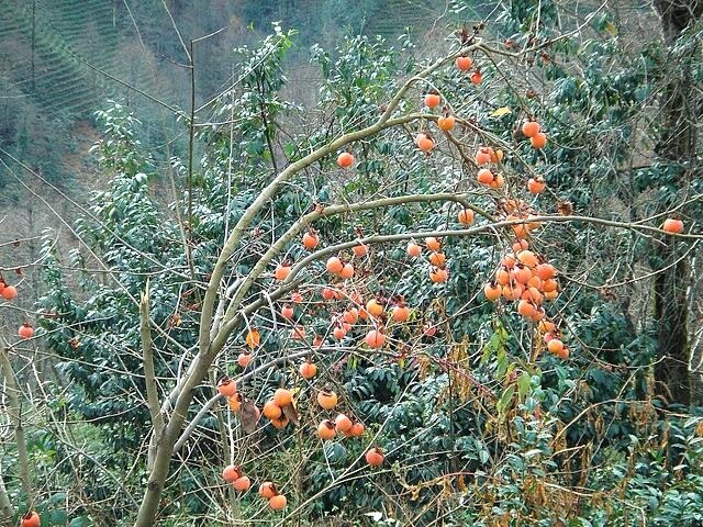 5 JAPANESE PERSIMMON Tree Asian Diospyros Kaki Orange Red Fruit Flower Seeds - Image 6
