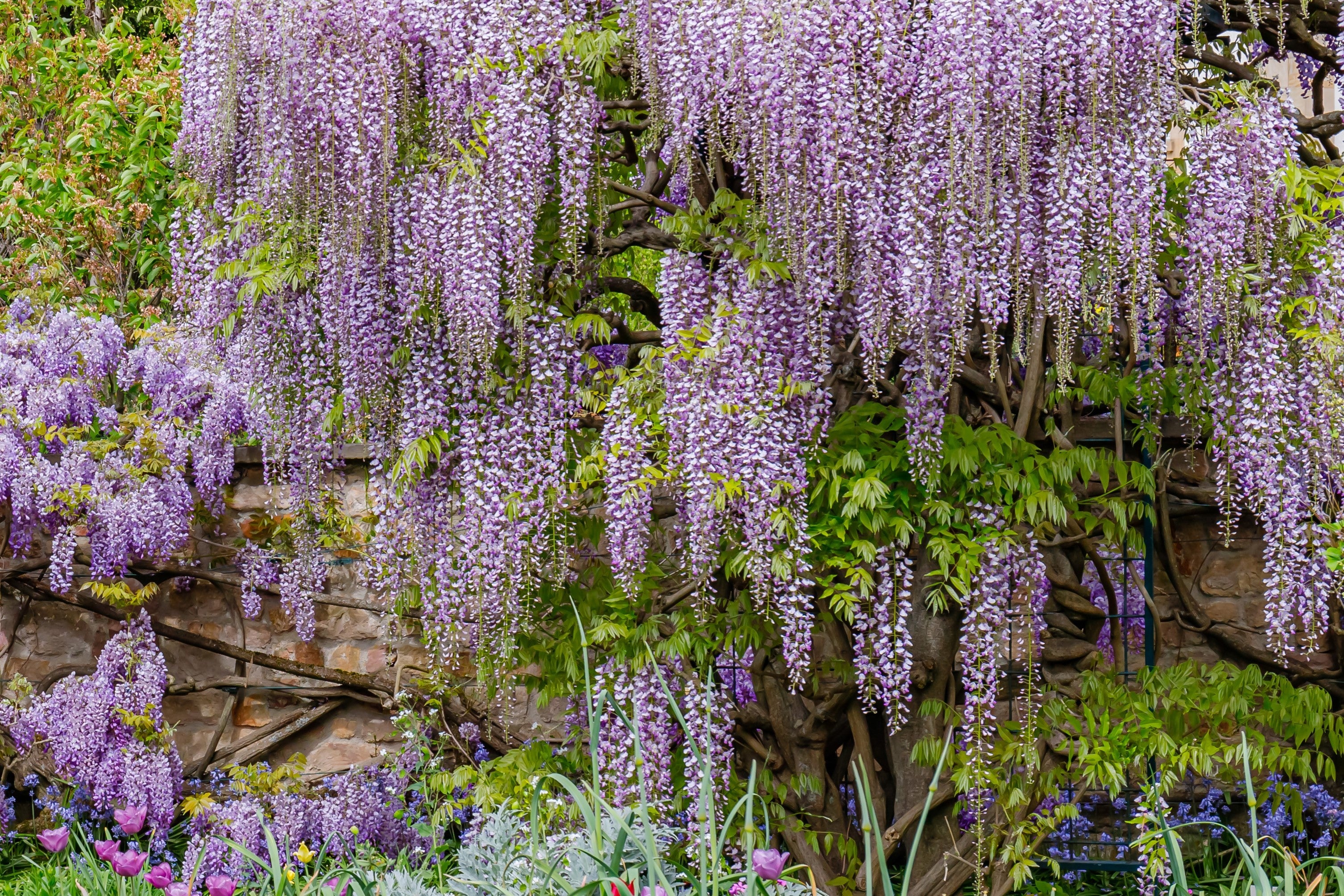 5 JAPANESE WISTERIA Floribunda Flower Purple Ornamental Vine Climber Seeds - Image 3