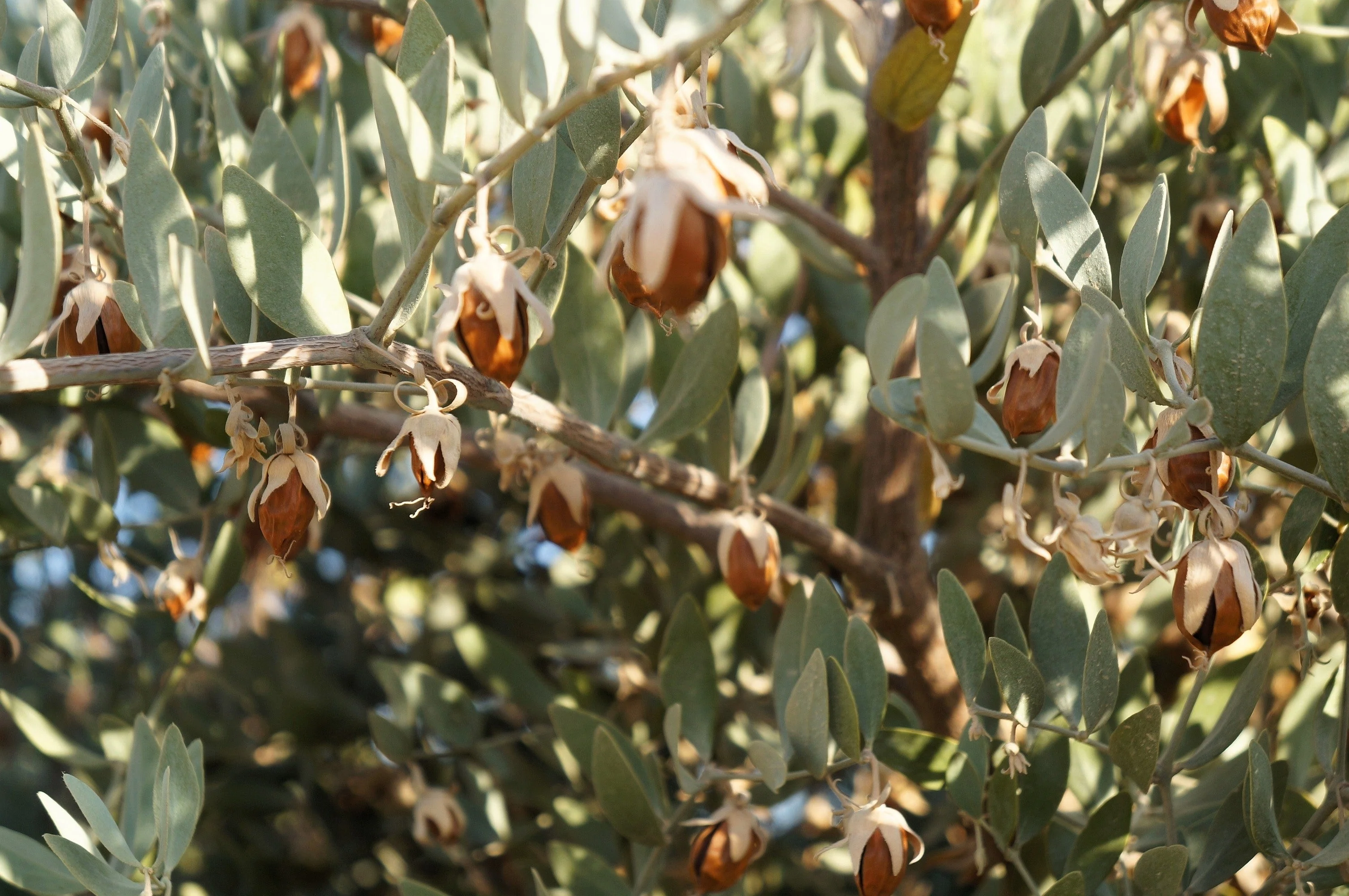 5 JOJOBA Simmondsia Chinensis Fruit Nut Oil Evergreen Shrub Seeds - Image 5