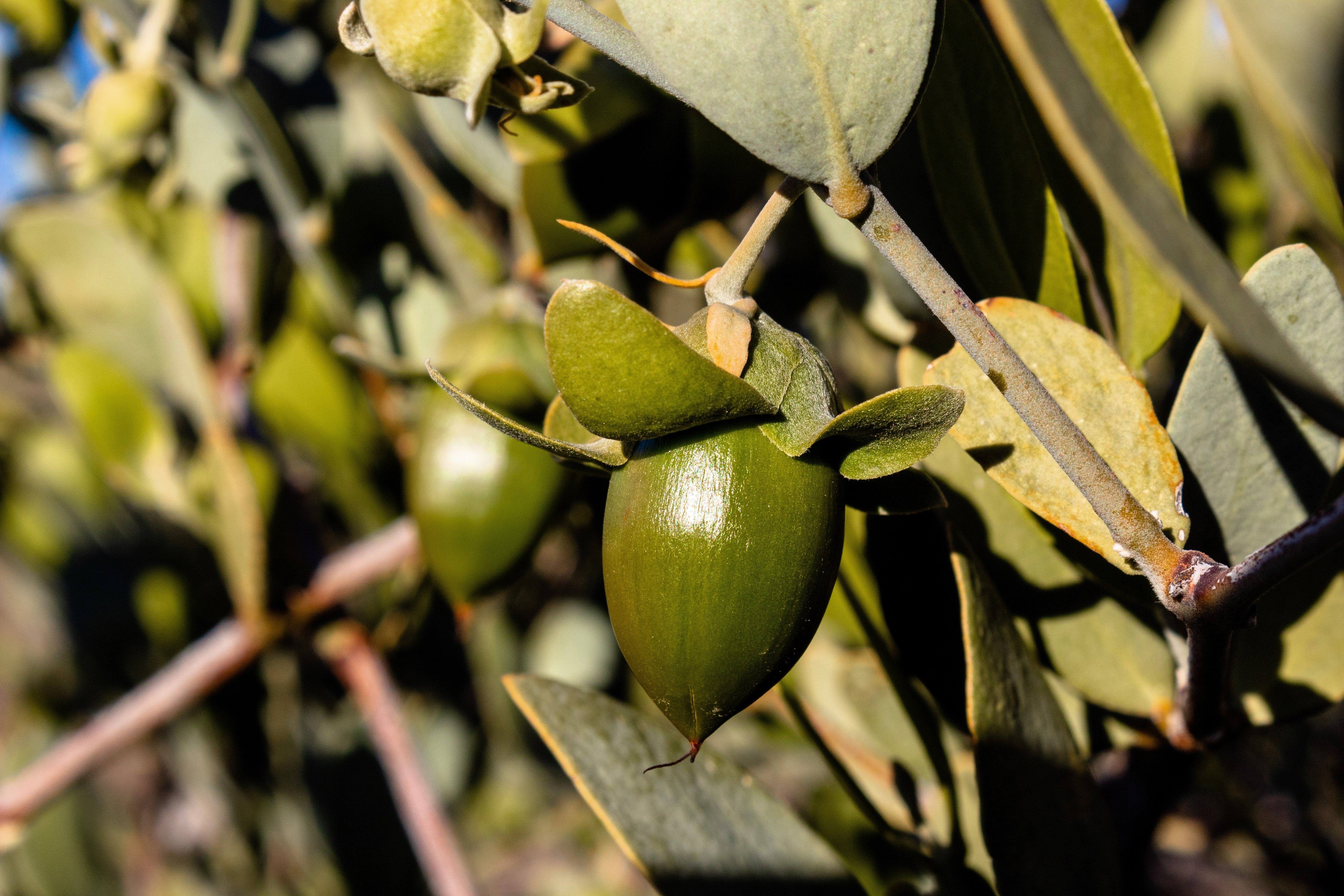 5 JOJOBA Simmondsia Chinensis Fruit Nut Oil Evergreen Shrub Seeds - Image 7