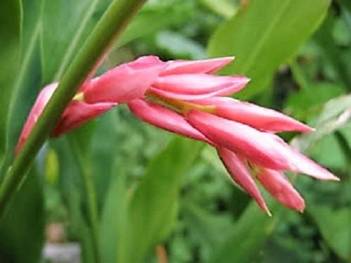 5 KAT GINGER Pink & Yellow Shell Alpinia Katsumadai Hayata Flower Herb Seeds - Image 7