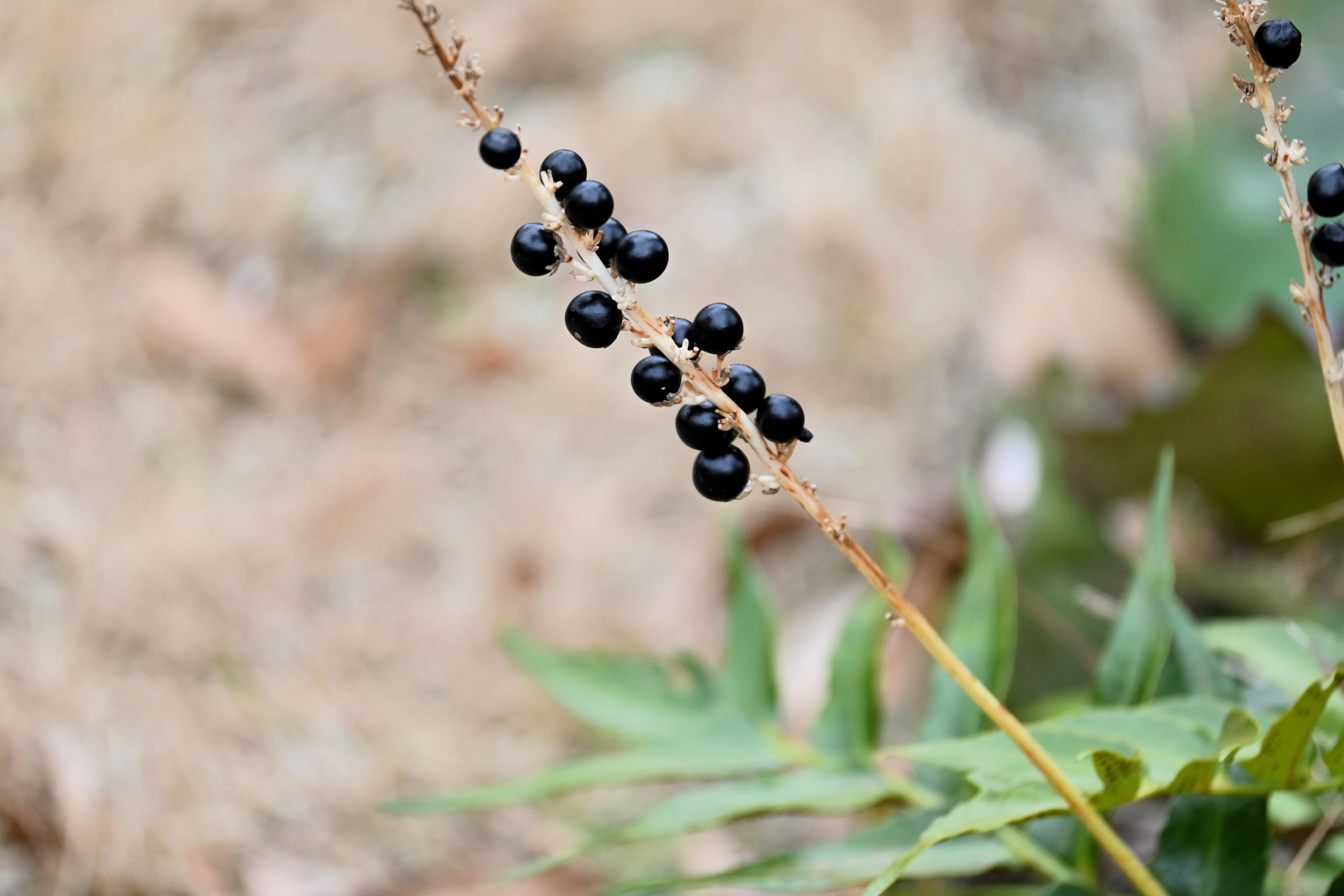 5 LILYTURF Liriope Muscari aka Big Blue Lily Turf / Monkey Grass Flower Seeds - Image 15