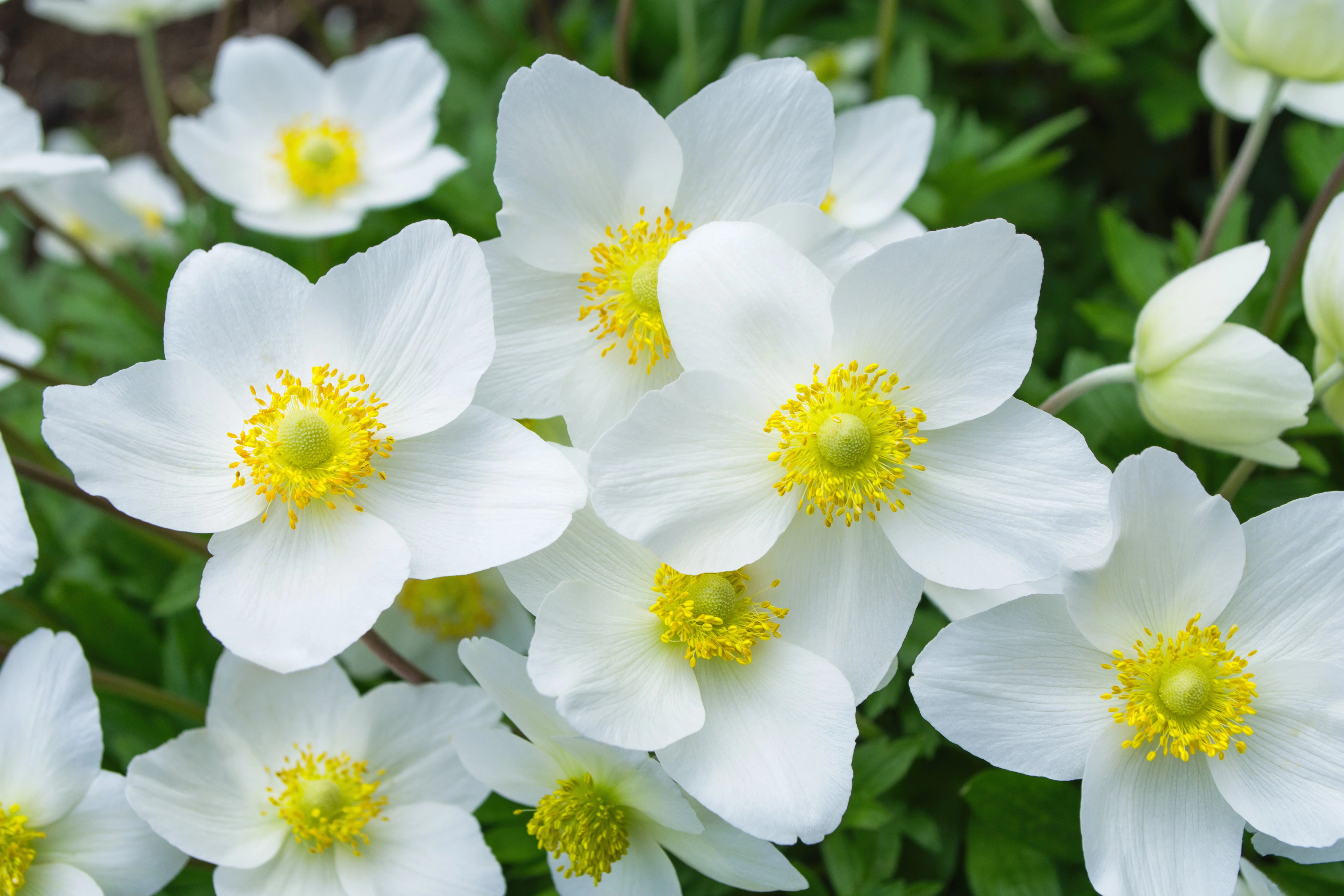 5 MADONNA ANEMONE Sylvestris White & Yellow Flower Seeds - Image 2
