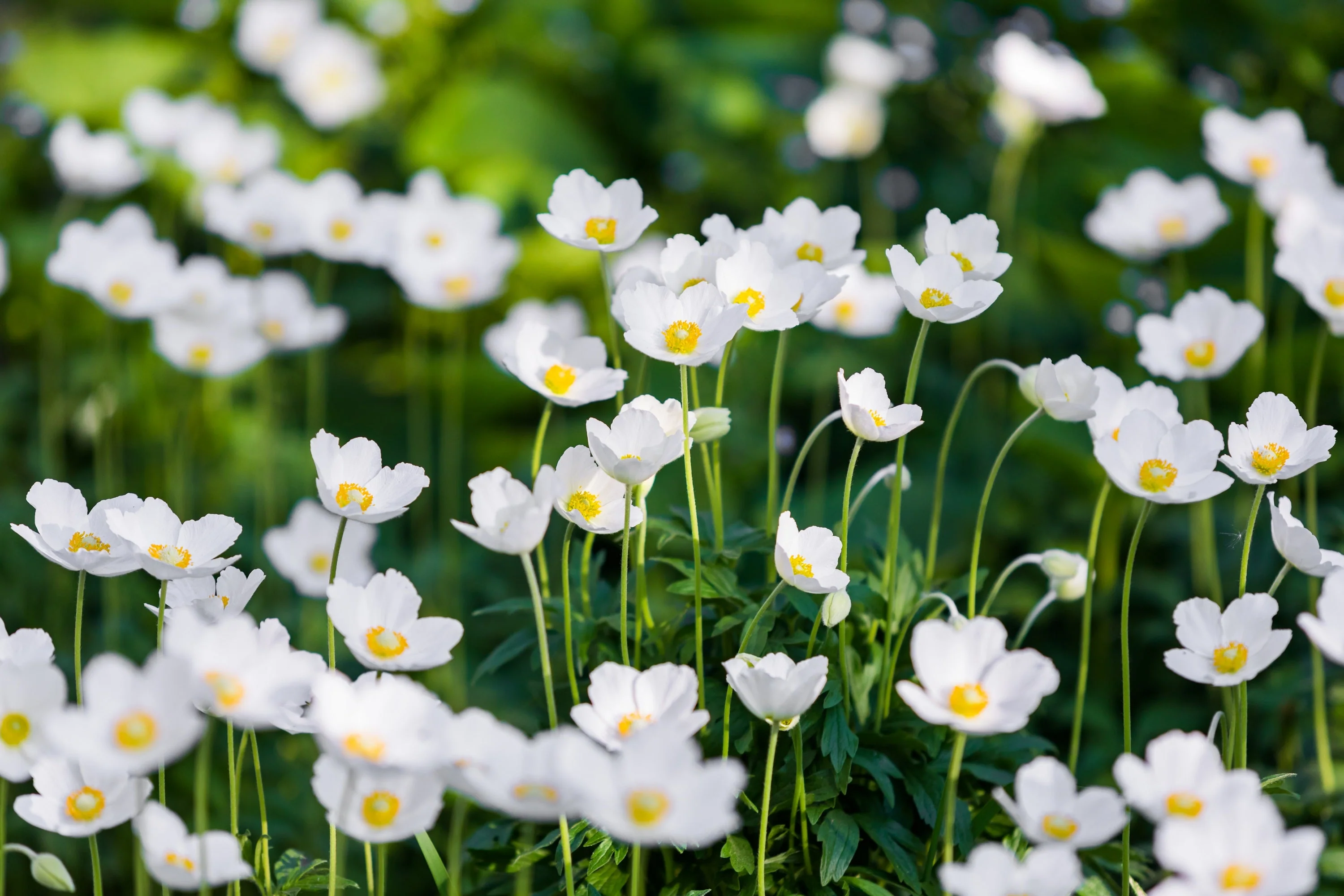 5 MADONNA ANEMONE Sylvestris White & Yellow Flower Seeds - Image 3