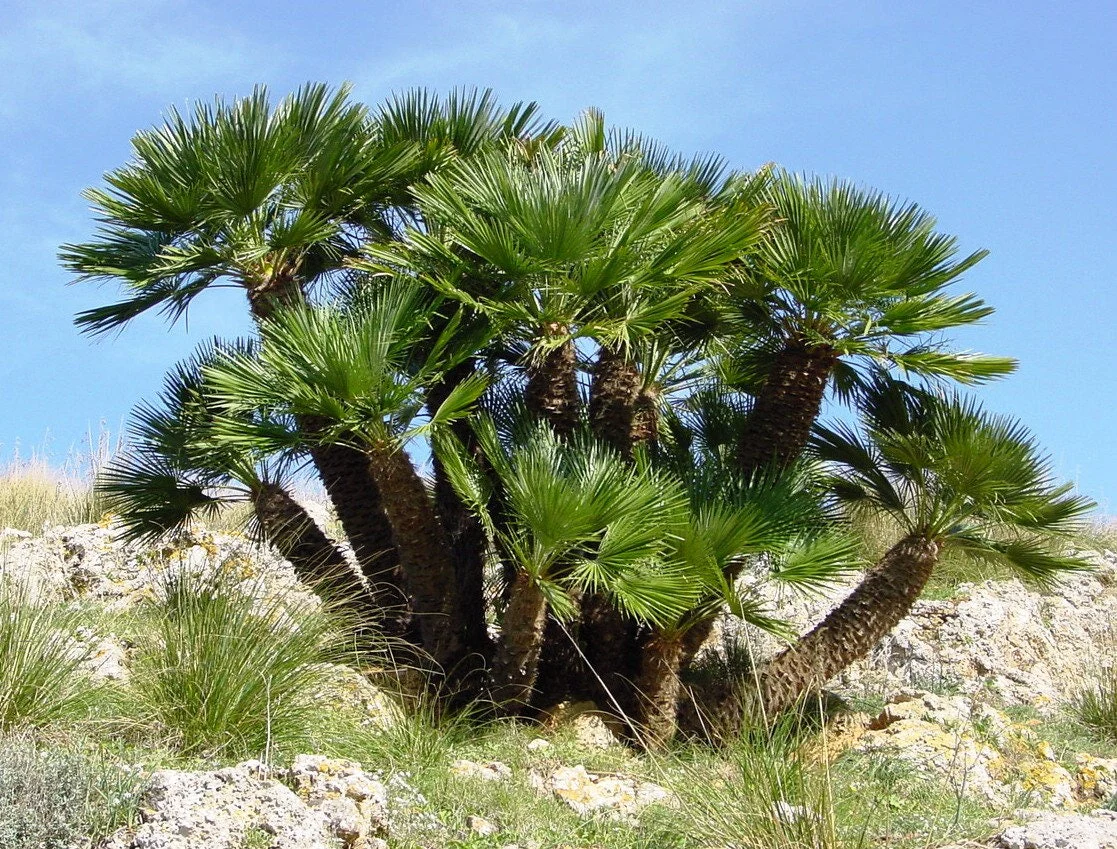 5 MEDITERRANEAN FAN PALM European Dwarf Tree Shrub Chamaerops Humilis Seeds - Image 2