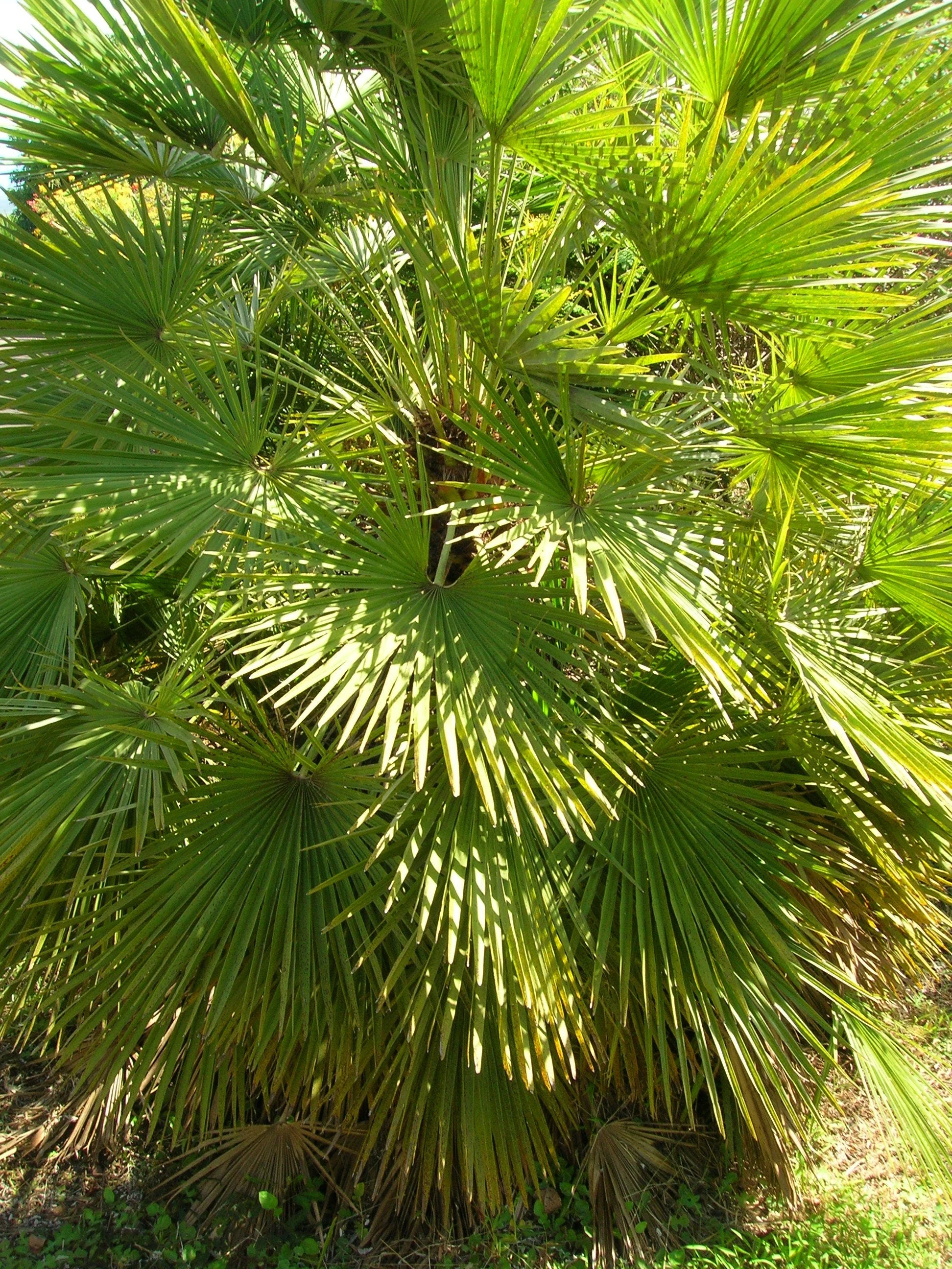 5 MEDITERRANEAN FAN PALM European Dwarf Tree Shrub Chamaerops Humilis Seeds - Image 9