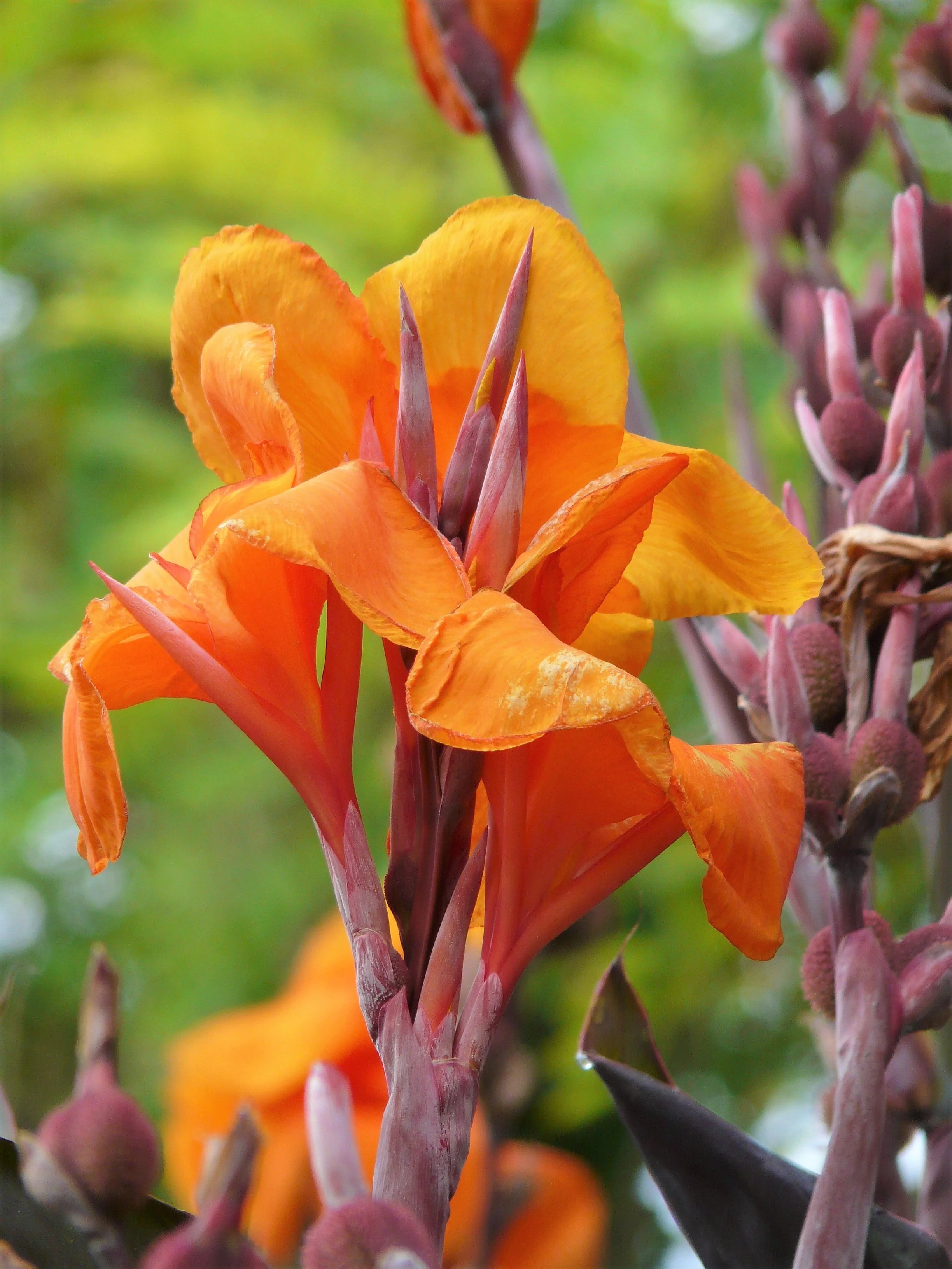 5 MIXED CANNA LILY Generalis Mix Colors Red Yellow Hummingbird Flower Seeds - Image 10