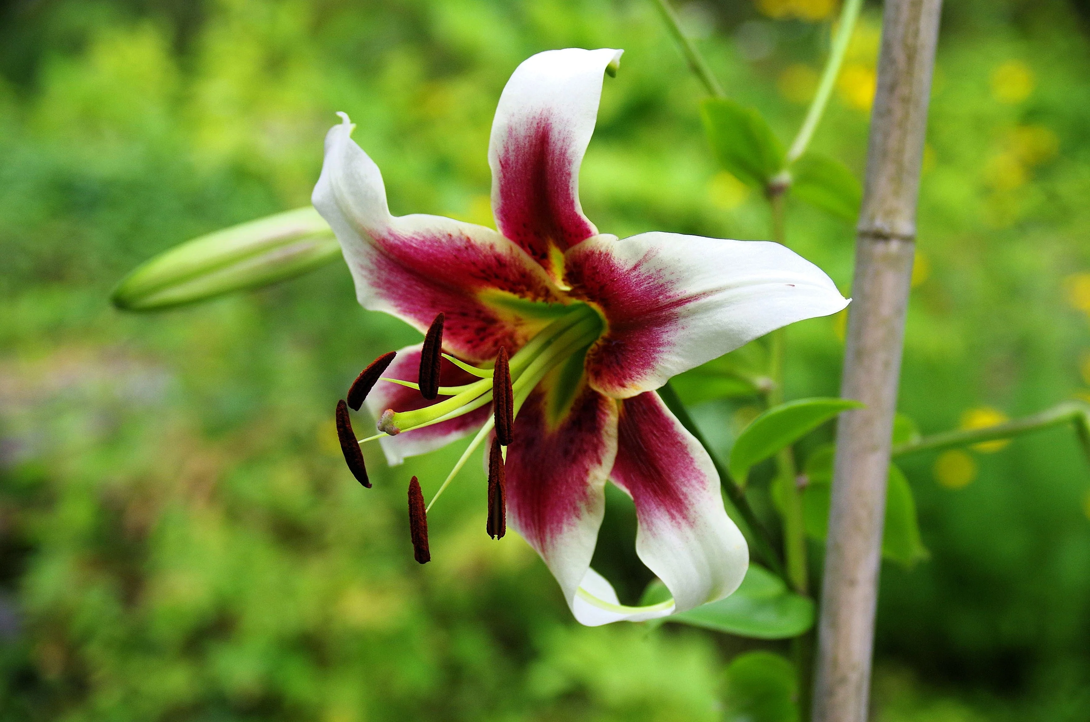 5 NEPAL LILY Green & Maroon Lilium Nepalense Fragrant Flower Seeds - Image 3