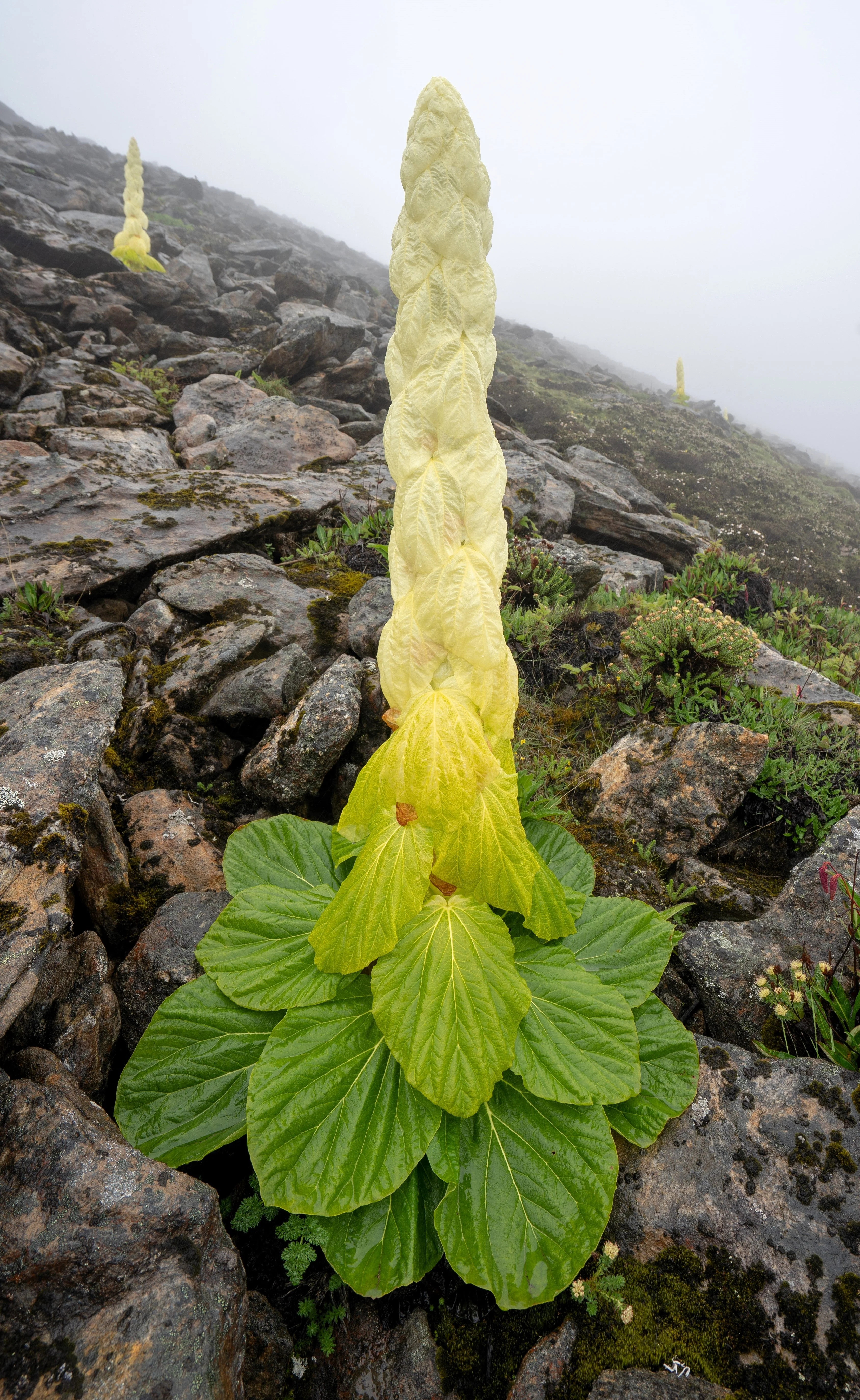 5 NOBLE RHUBARB Rheum Nobile Ornamental Sikkim Himalayan Glasshouse Plant Seeds - Image 3