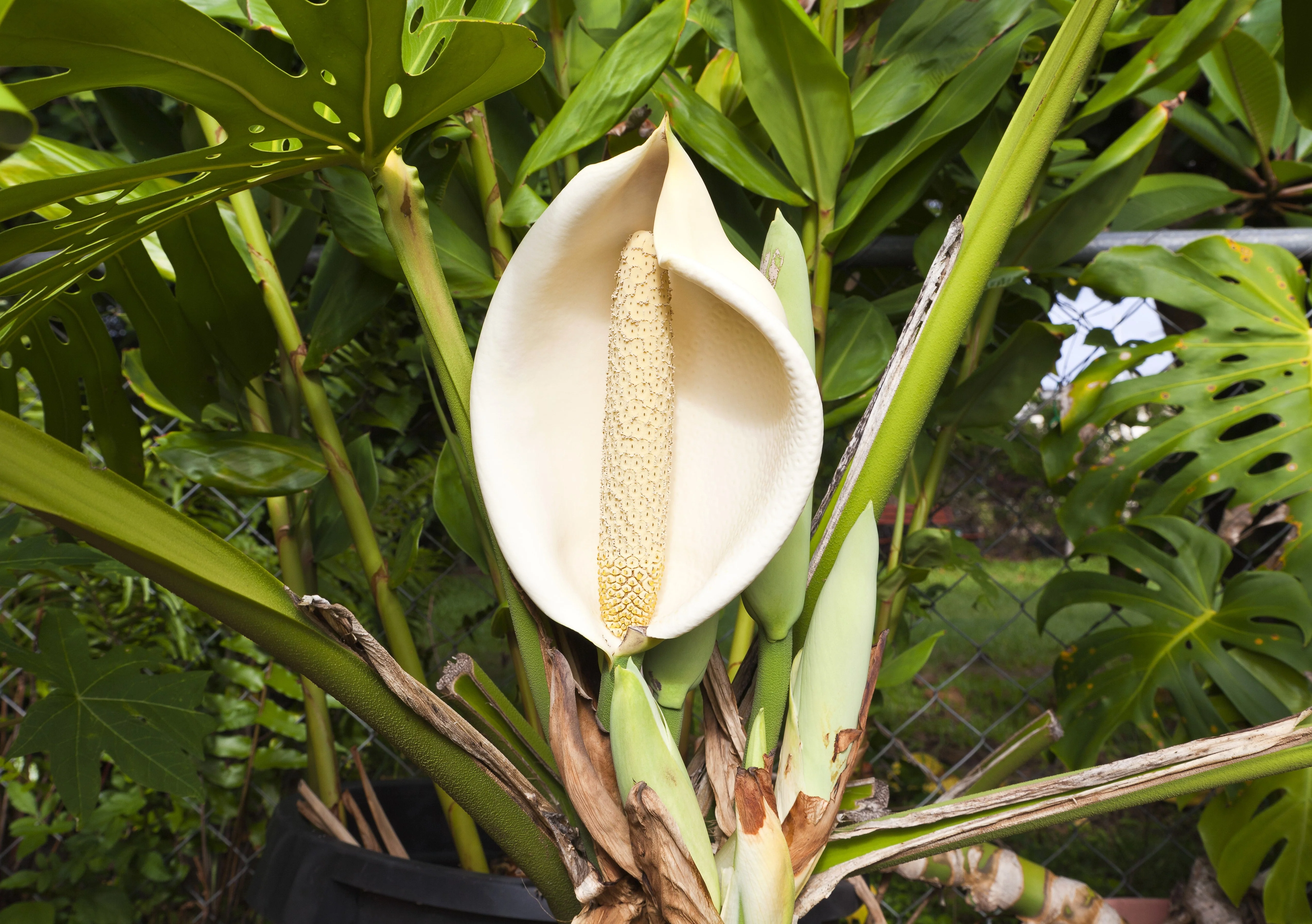 5 Organic SPLIT LEAF PHILODENDRON Monstera Deliciosa Swiss Cheese Plant Vine Seeds - Image 8