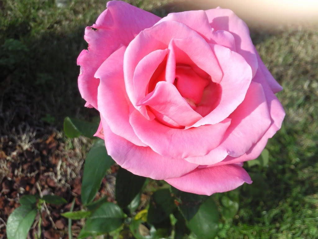 5 PINK ROSE Rosa Bush Shrub Perennial Flower Seeds - Image 4