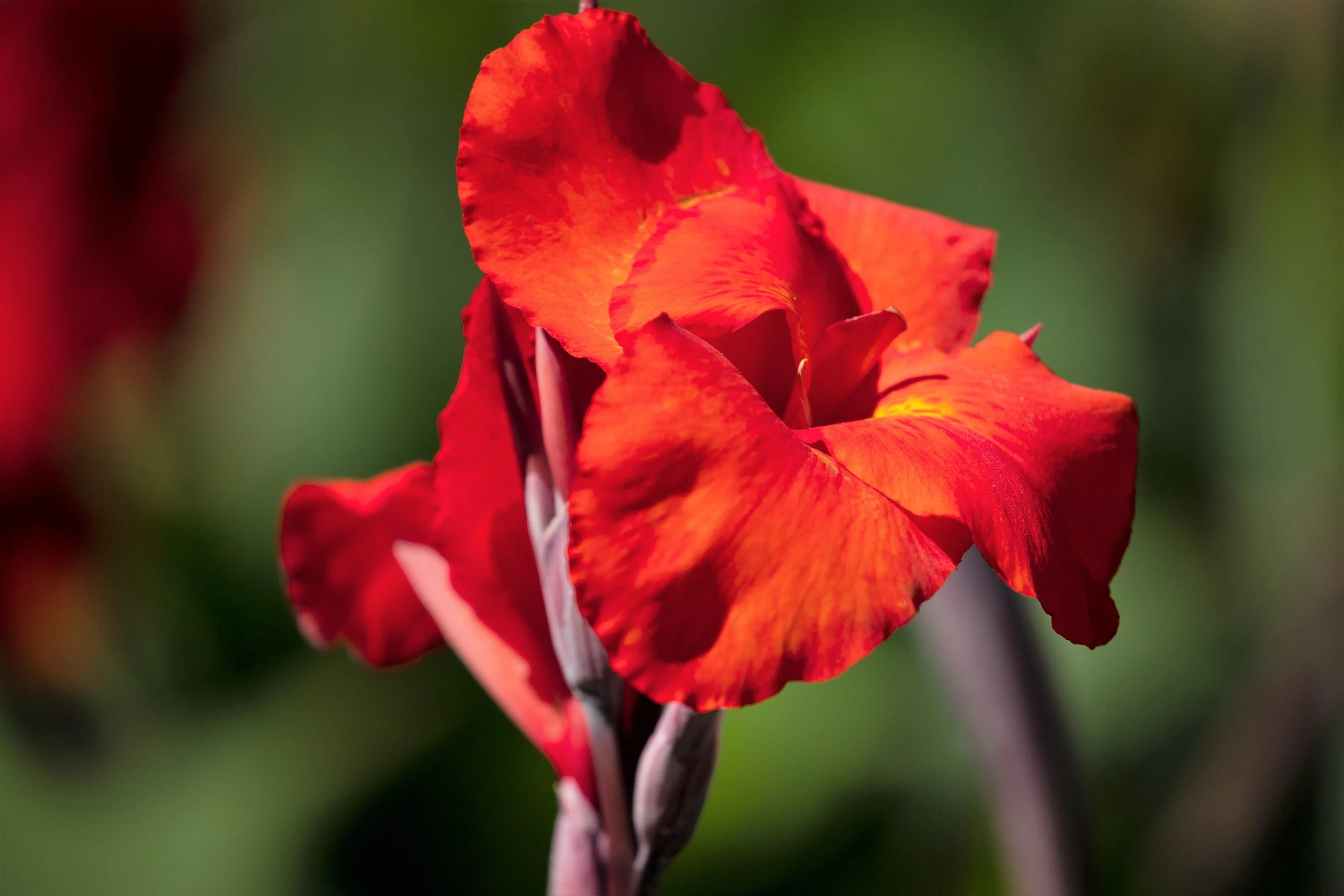 5 RED CANNA LILY Indian Shot Canna Indica Flower Seeds - Image 10