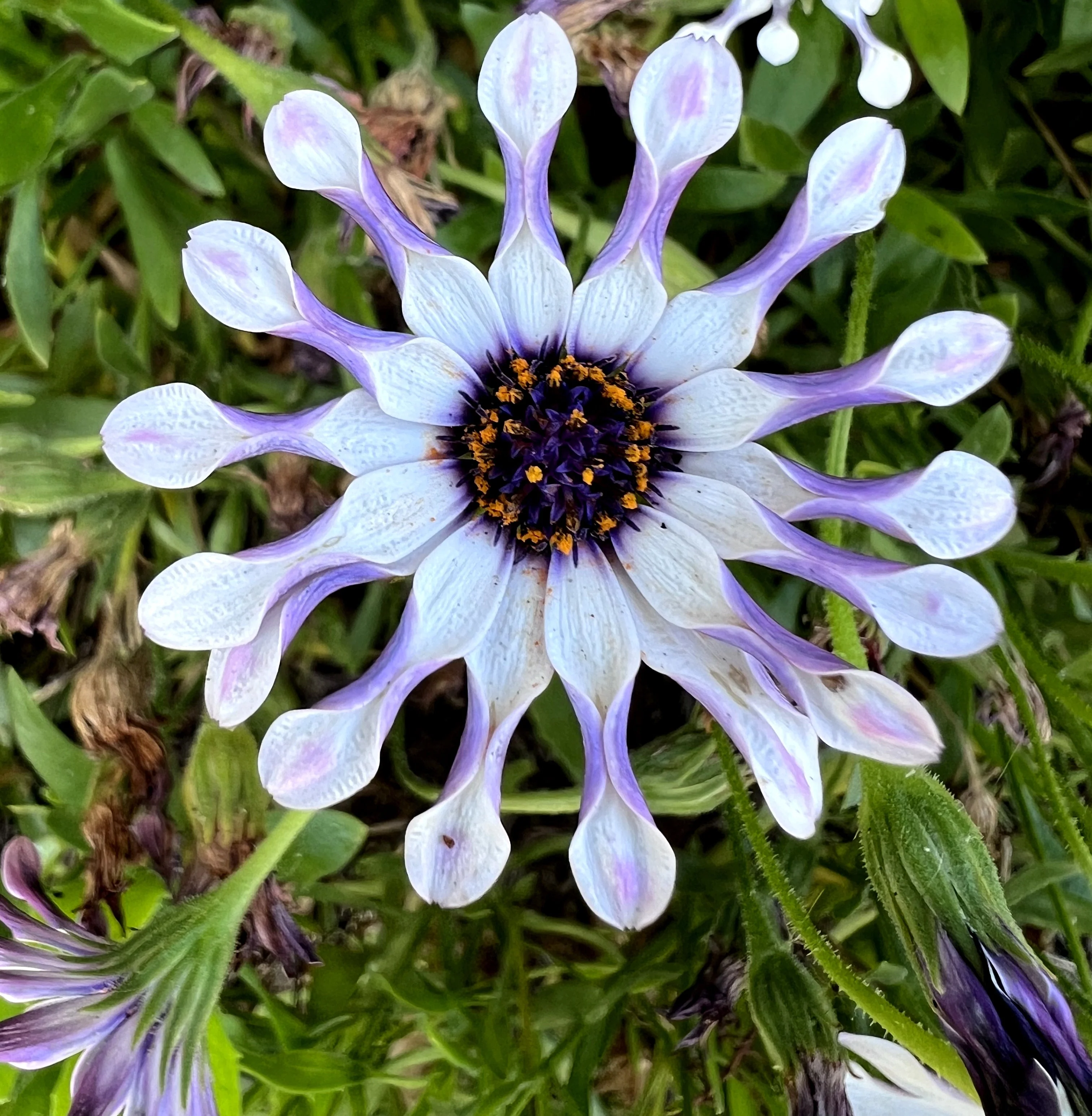 5 WHIRLIGIG OSTEOSPERMUM Fruticosum Pinwheel African Cape Daisy Flower Seeds - Image 3