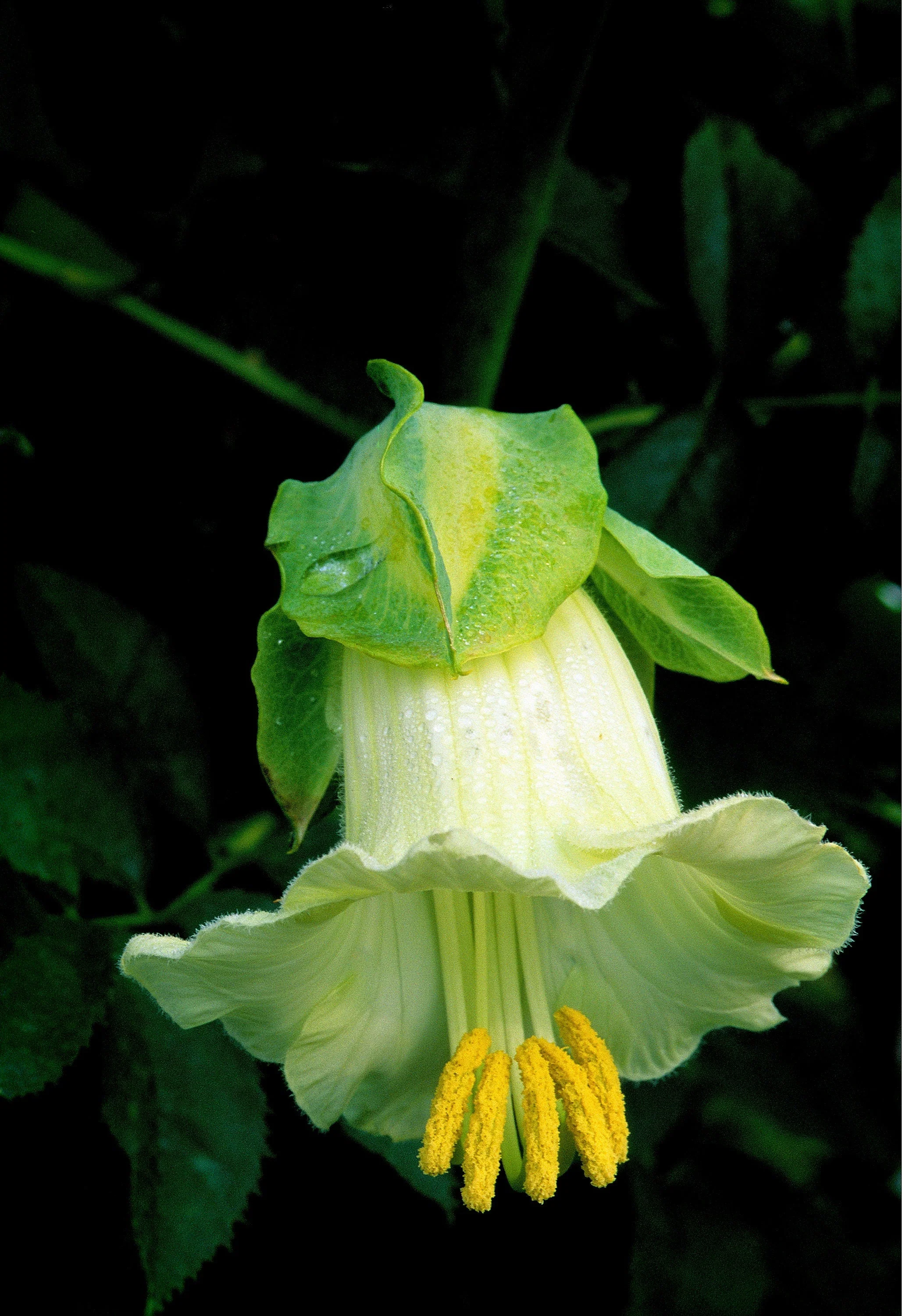 5 WHITE CATHEDRAL BELLS Vine Cup & Saucer Cobaea Scandens Alba Climber Hummingbird Flower Seeds - Image 6