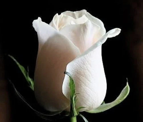 5 WHITE ROSE Rosa Bush Shrub Perennial Flower Seeds - Image 8
